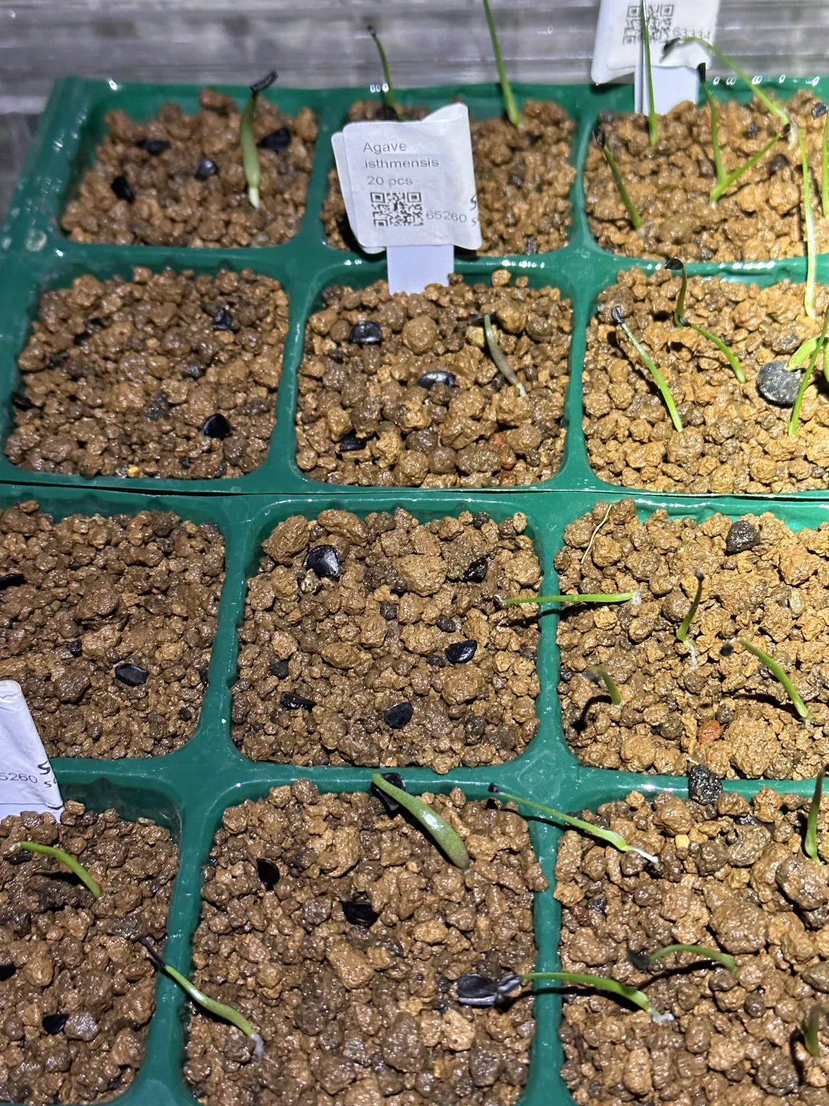 Agave isthmensis (アガベ イシスメンシス)