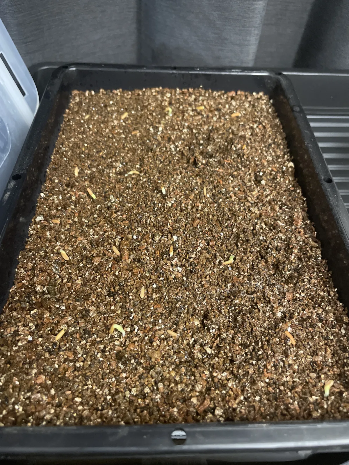 Pachypodium rosulatum var. gracilius (パキポディウム グラキリス)