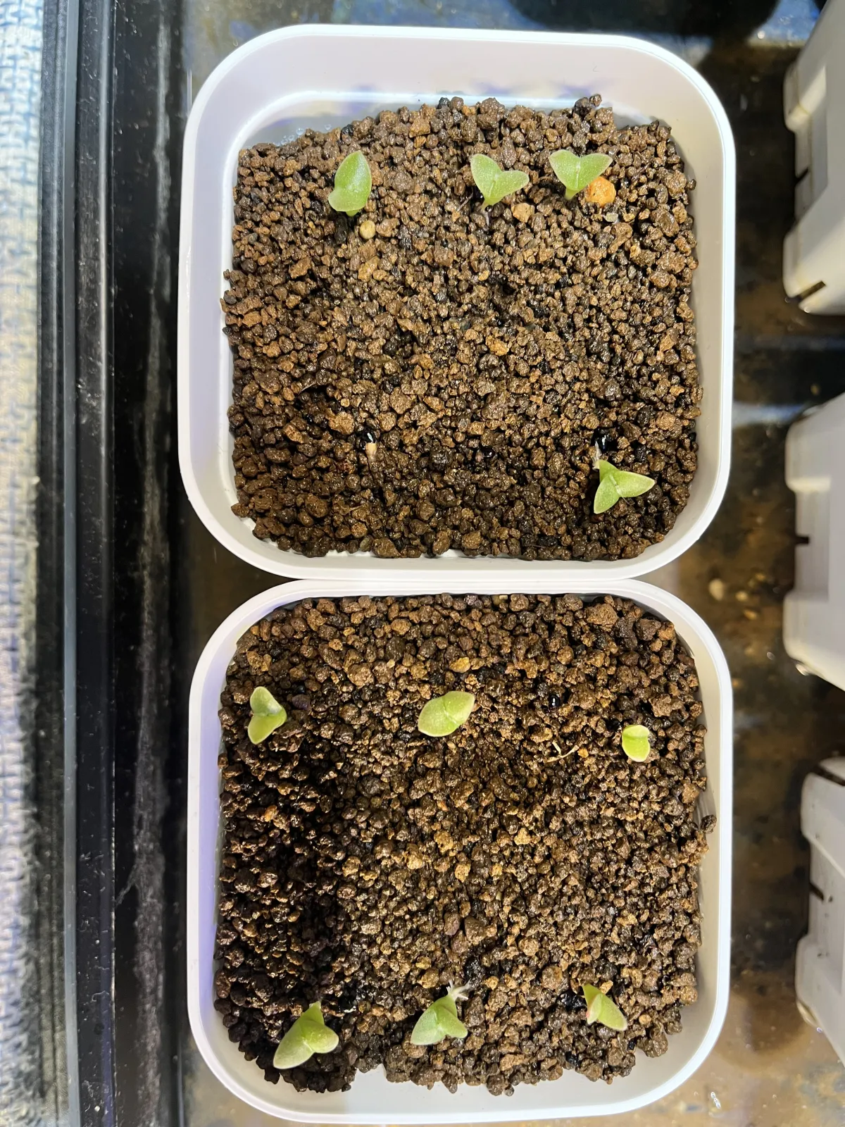 Pilosocereus chrysacanthus (ピロソケレウス クリサカンサス)