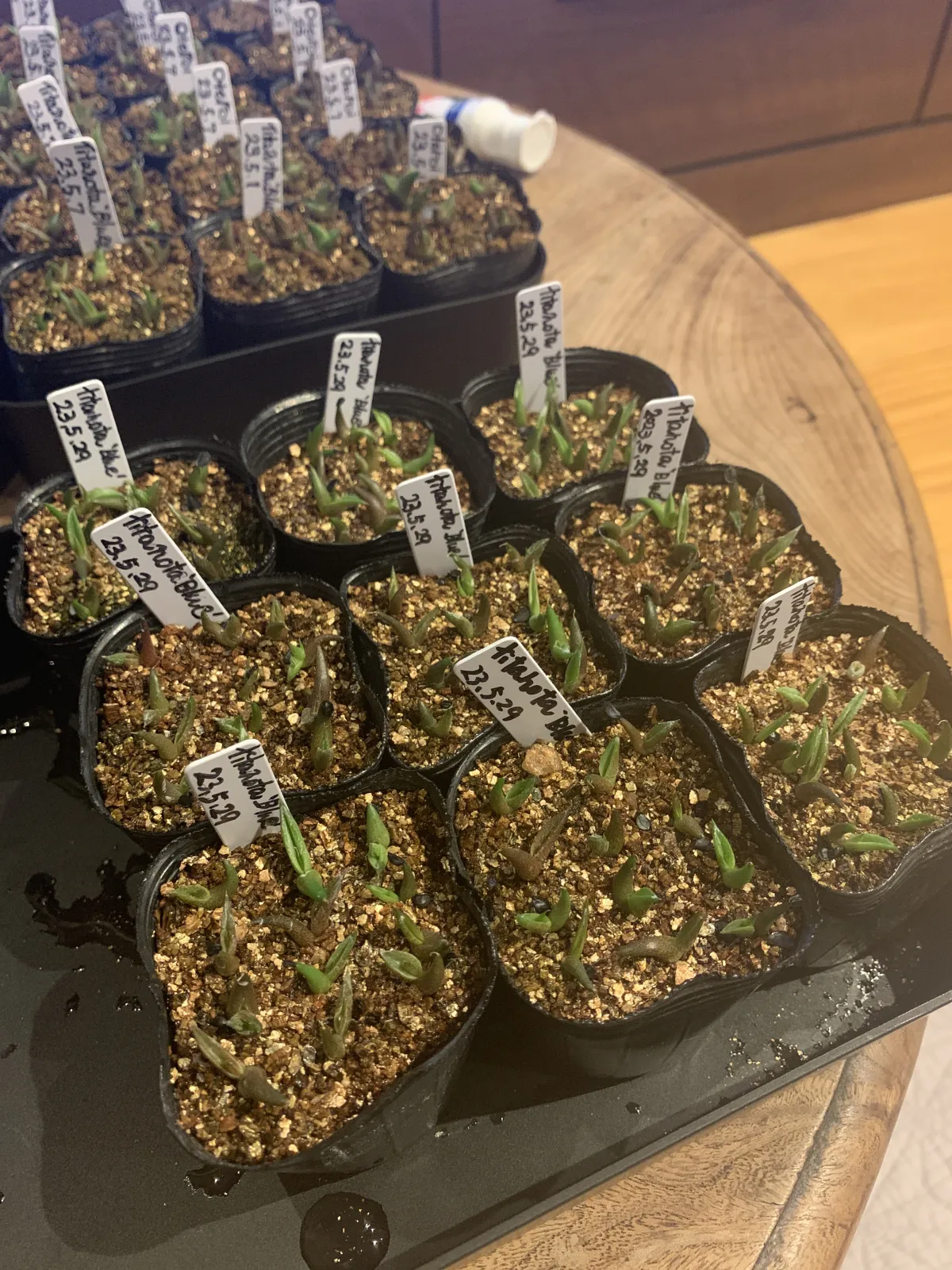 Agave titanota 'Blue' (アガベ チタノタブルー)