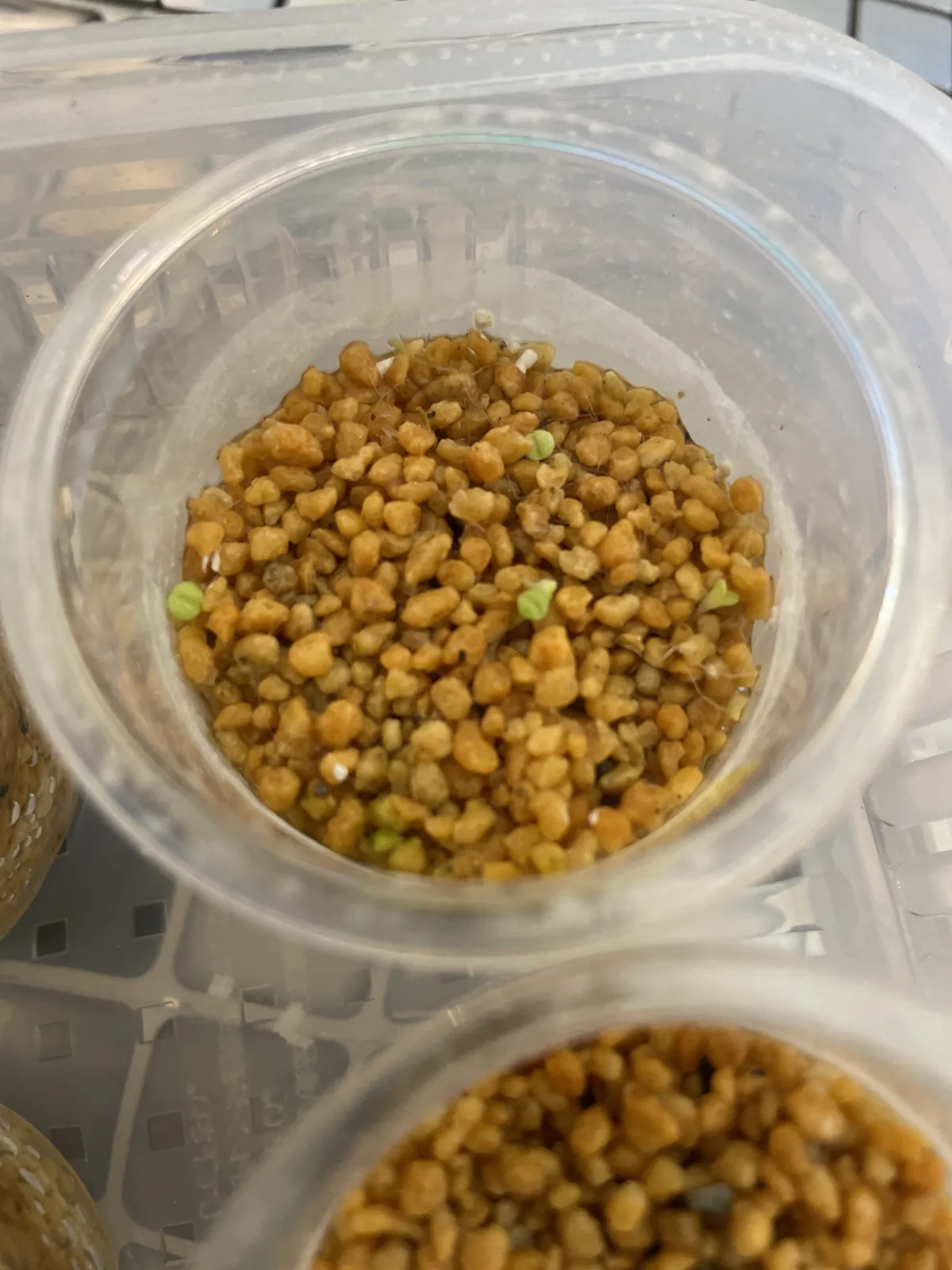 Argyroderma mix mix (アルギロデルマ)