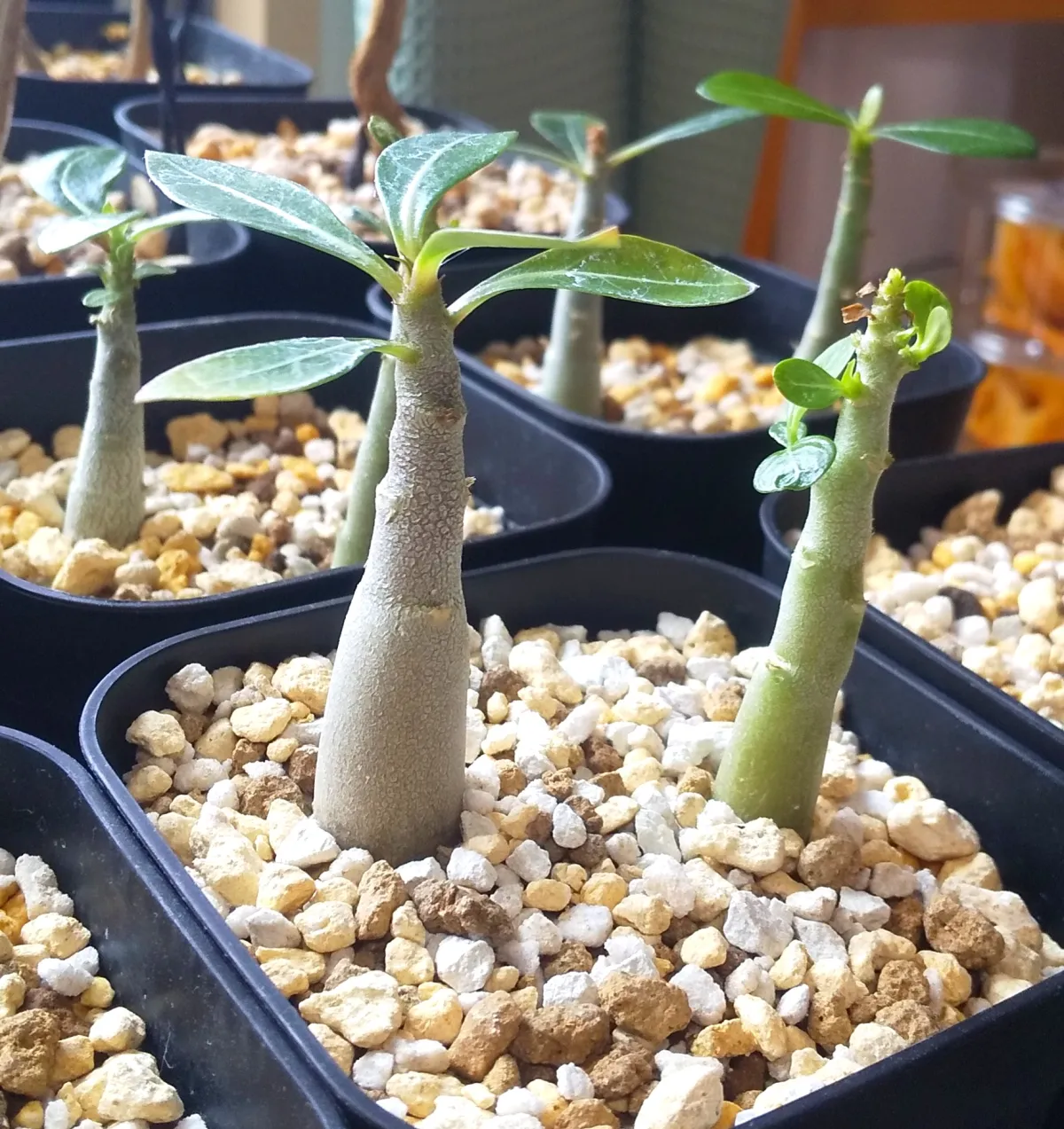 Adenium obesum (アデニウム オベスム)