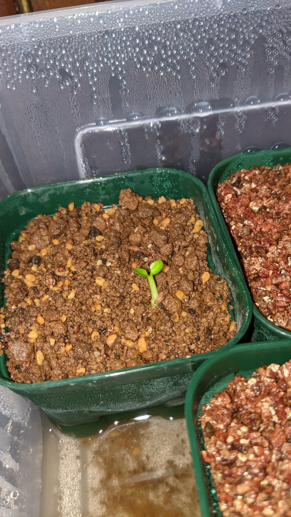 Pachypodium bispinosum (パキポディウム ビスピノーサム)