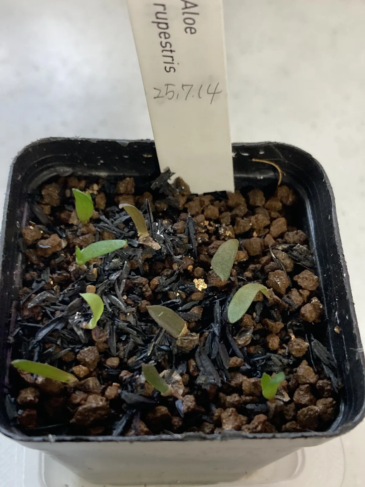 Aloe rupestris (アロエ ラペストリス)