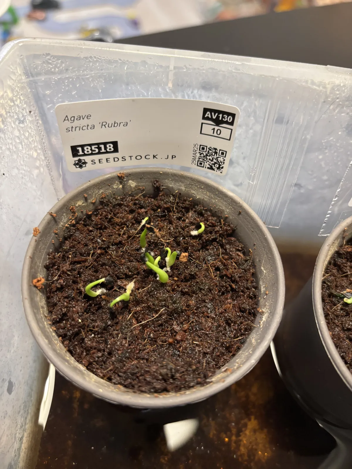 Agave stricta rubra (アガベ ストリクタ ルブラ)