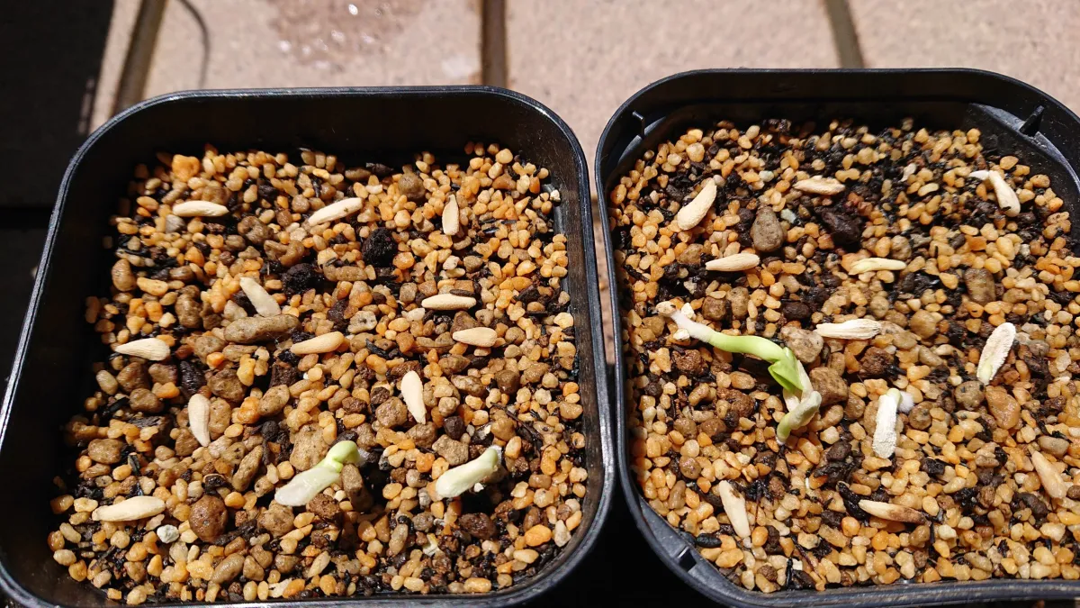 Pachypodium geayi (パキポディウム ゲアイー)