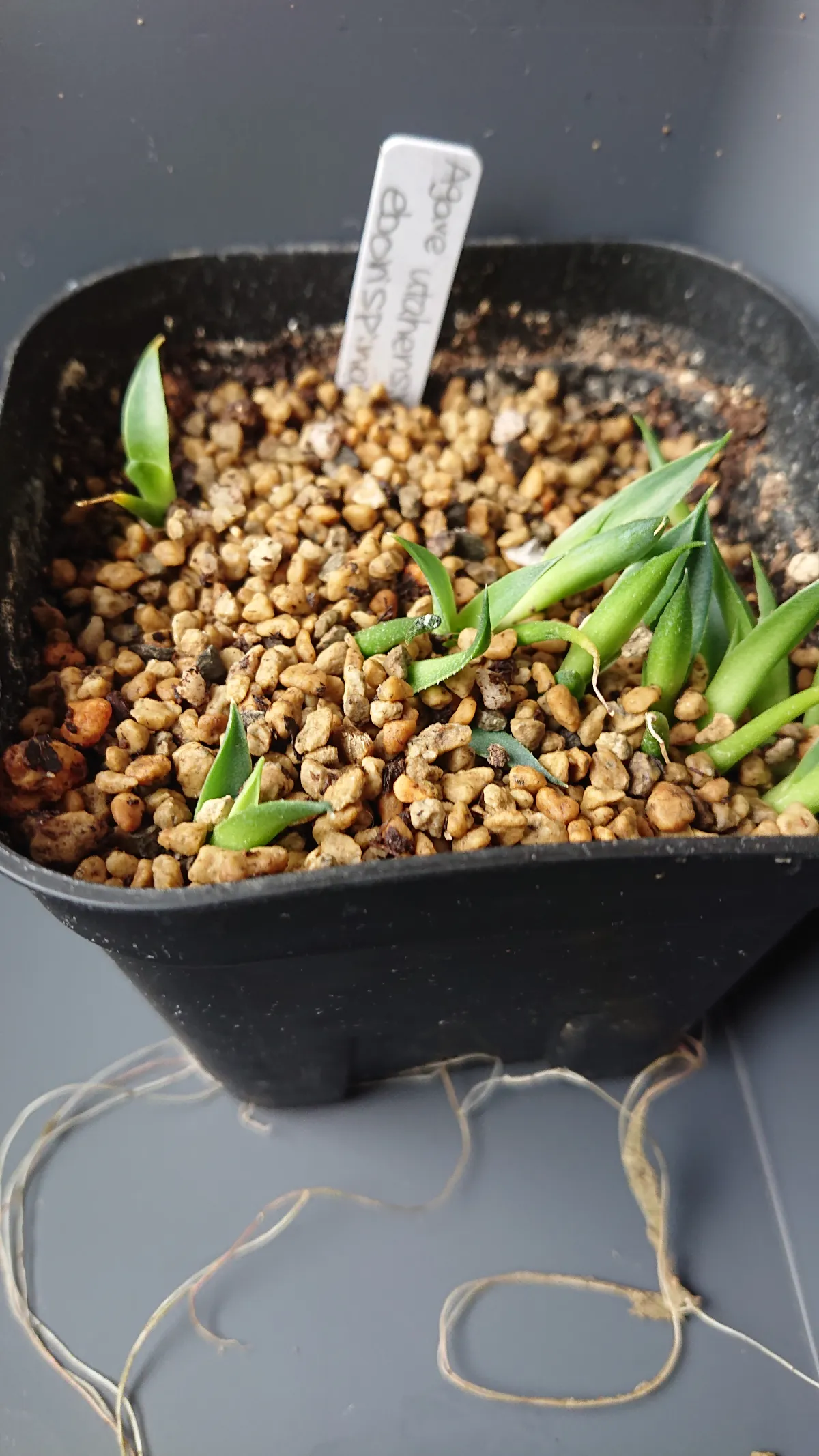 Agave utahensis var. eborispina (アガベ エボリスピナ)