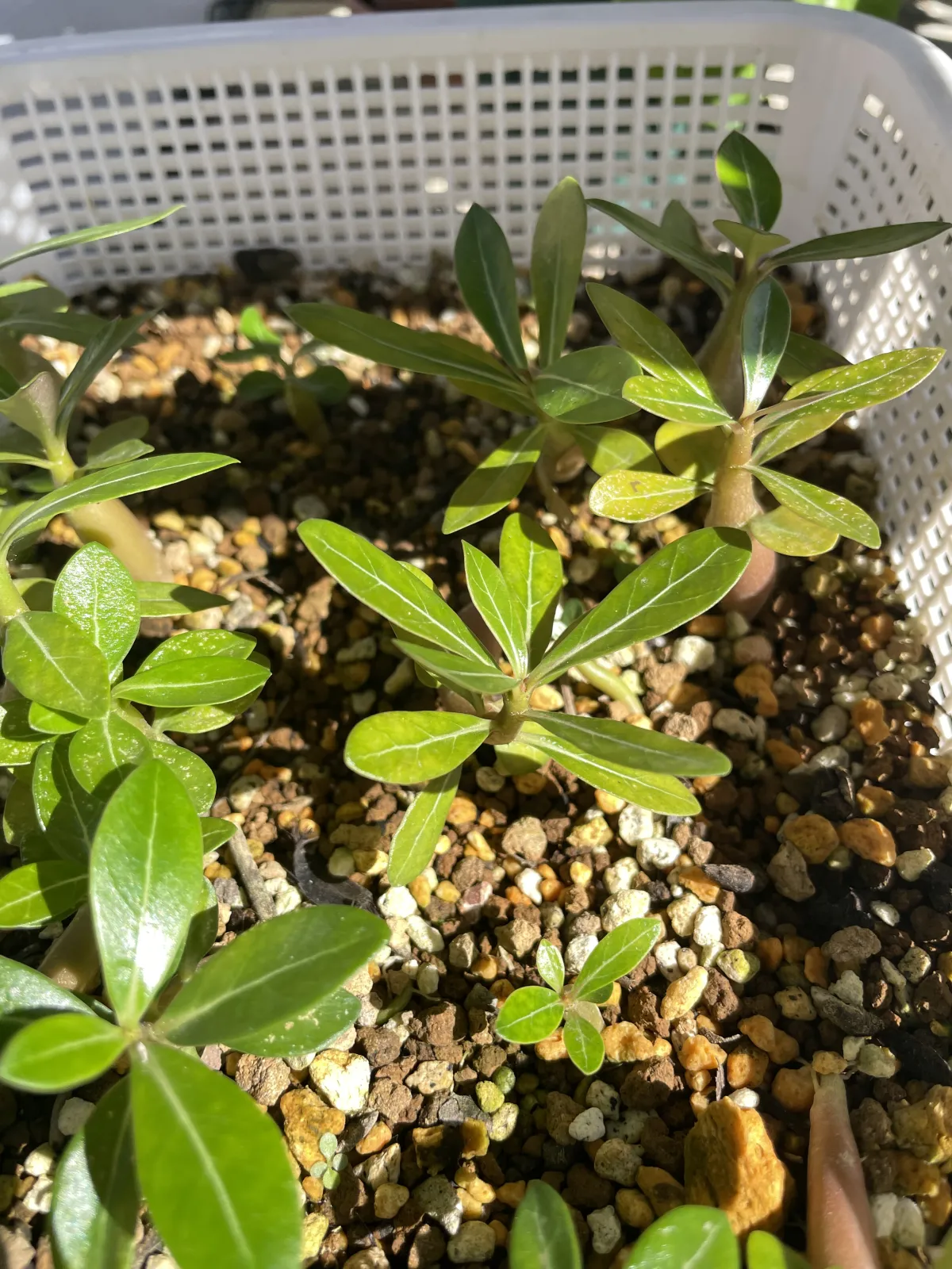 Adenium obesum (アデニウム オベスム)