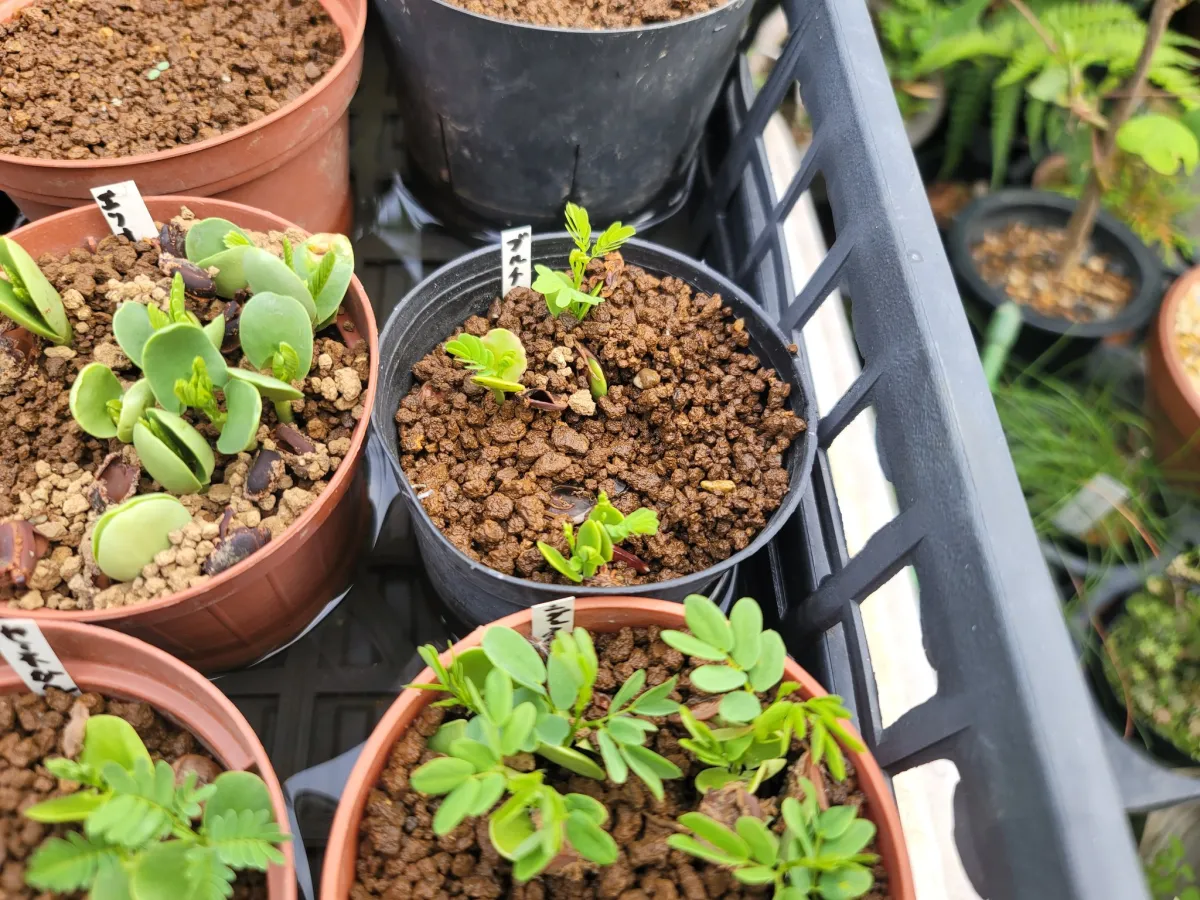 Acacia Acacia burkei (アカシア ブルケイ)