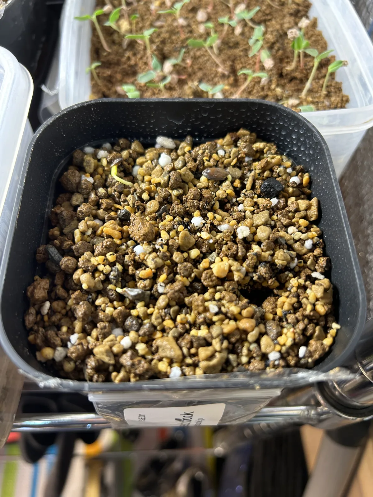 Senna meridionalis (センナ メリディオナリス)