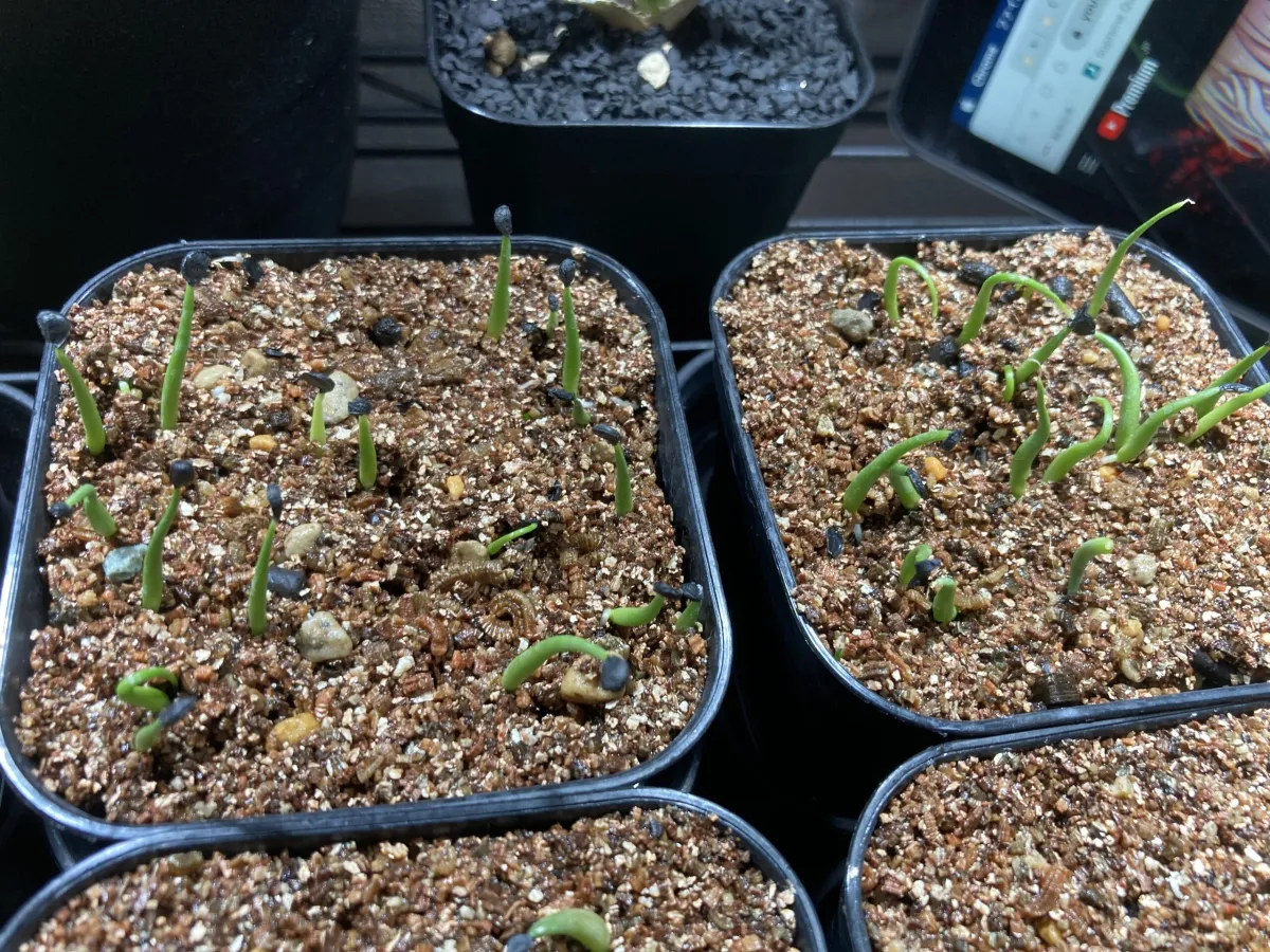 Agave utahensis ssp. utahensis (アガベ ユタエンシス)