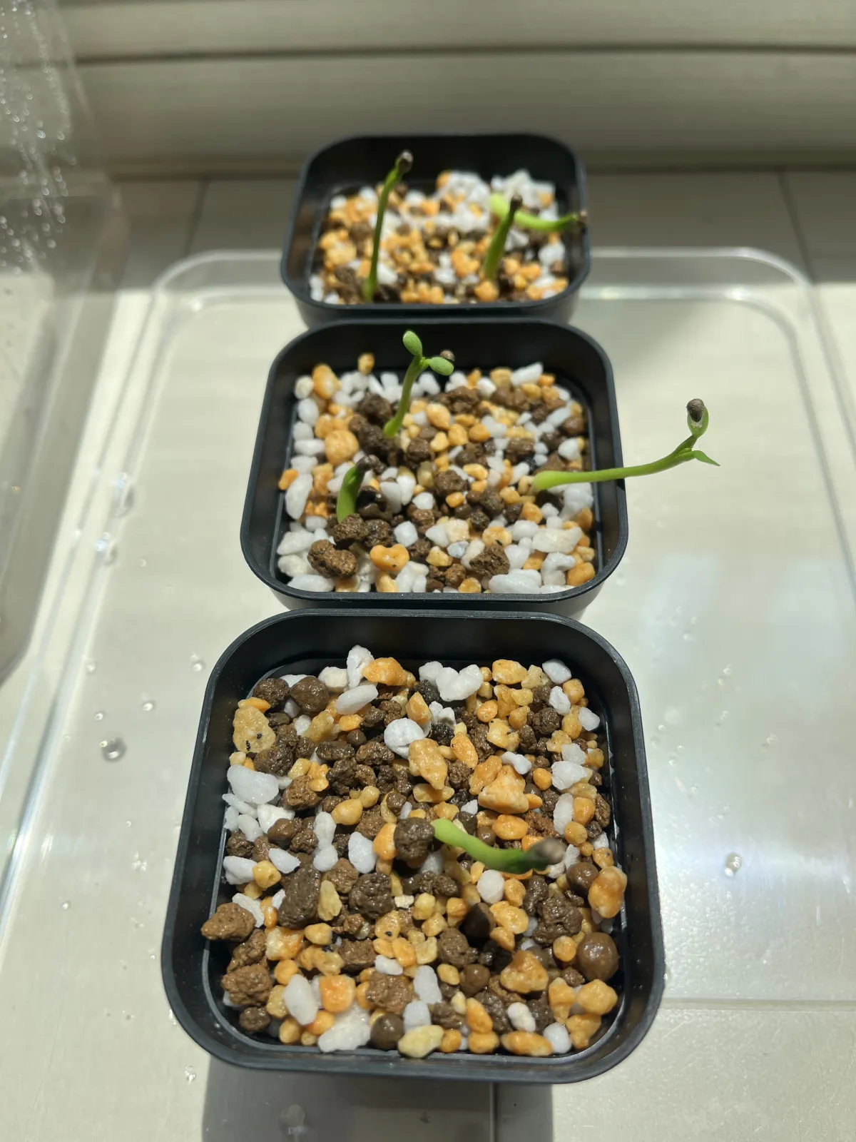 Euphorbia obesa subsp. obesa (ユーフォルビア オベサ)