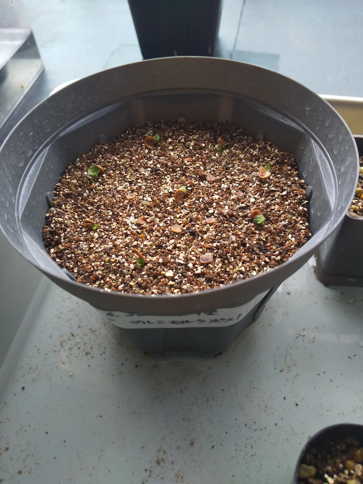 Dyckia marnier-lapostollei (ディッキア マルニエルラポストレイ)