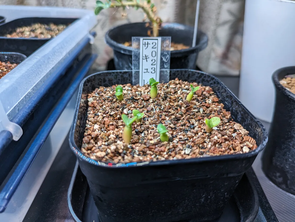 Pachypodium succulentum (パキポディウム サキュレンタム 天馬空)