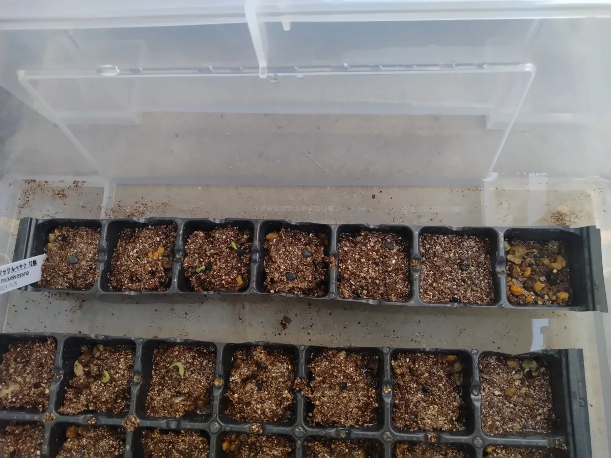 Agave mckelveyana (アガベ マッケルベヤナ)