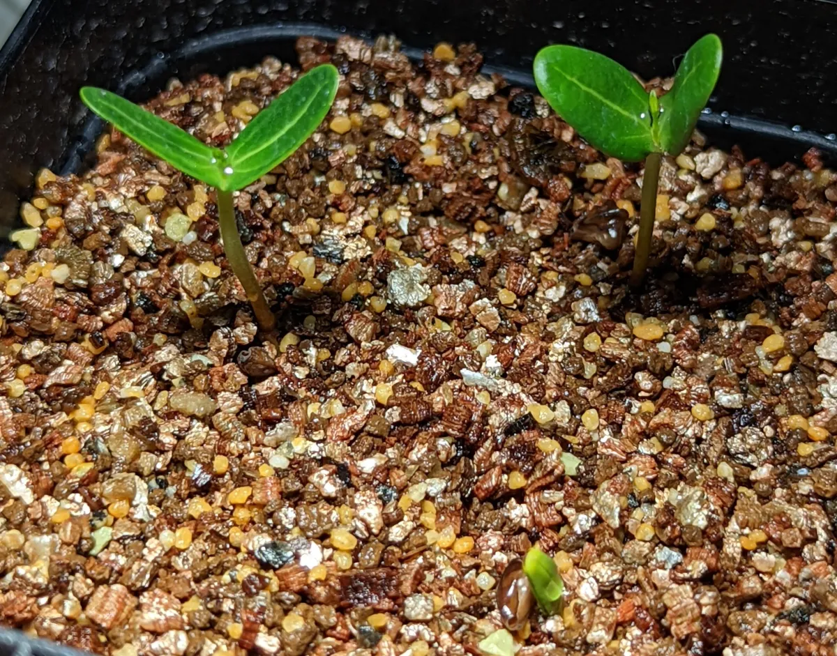 Senna meridionalis (センナ メリディオナリス)