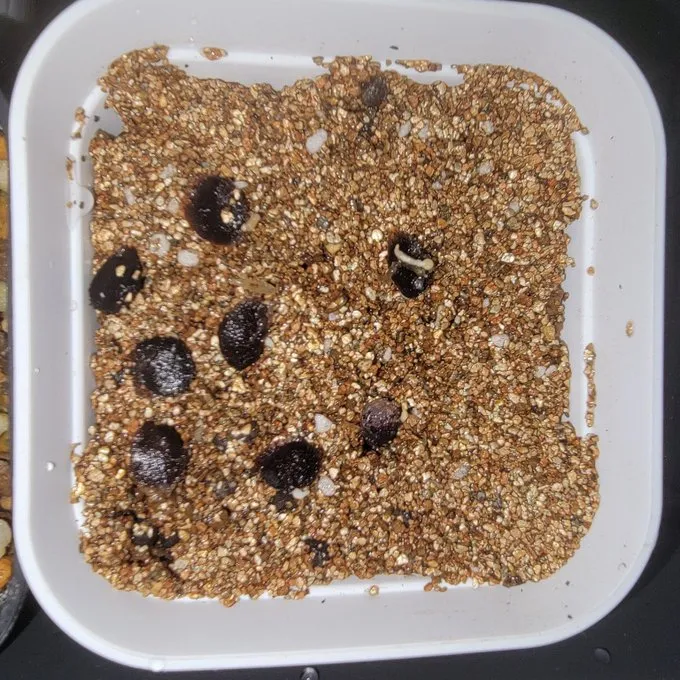 Dioscorea elephantipes (ディオスコレア エレファンティペス アフリカ亀甲竜)