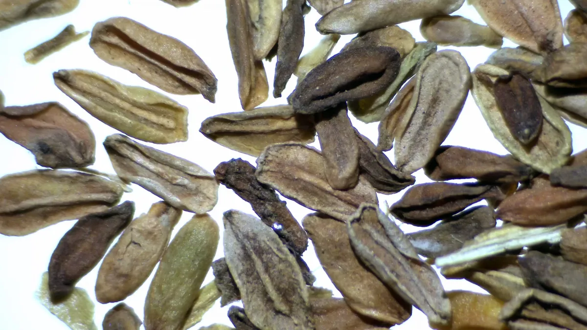 [モニター種子] パキポディウム ブレビカウレ Pachypodium brevicaule ssp. brevicaule