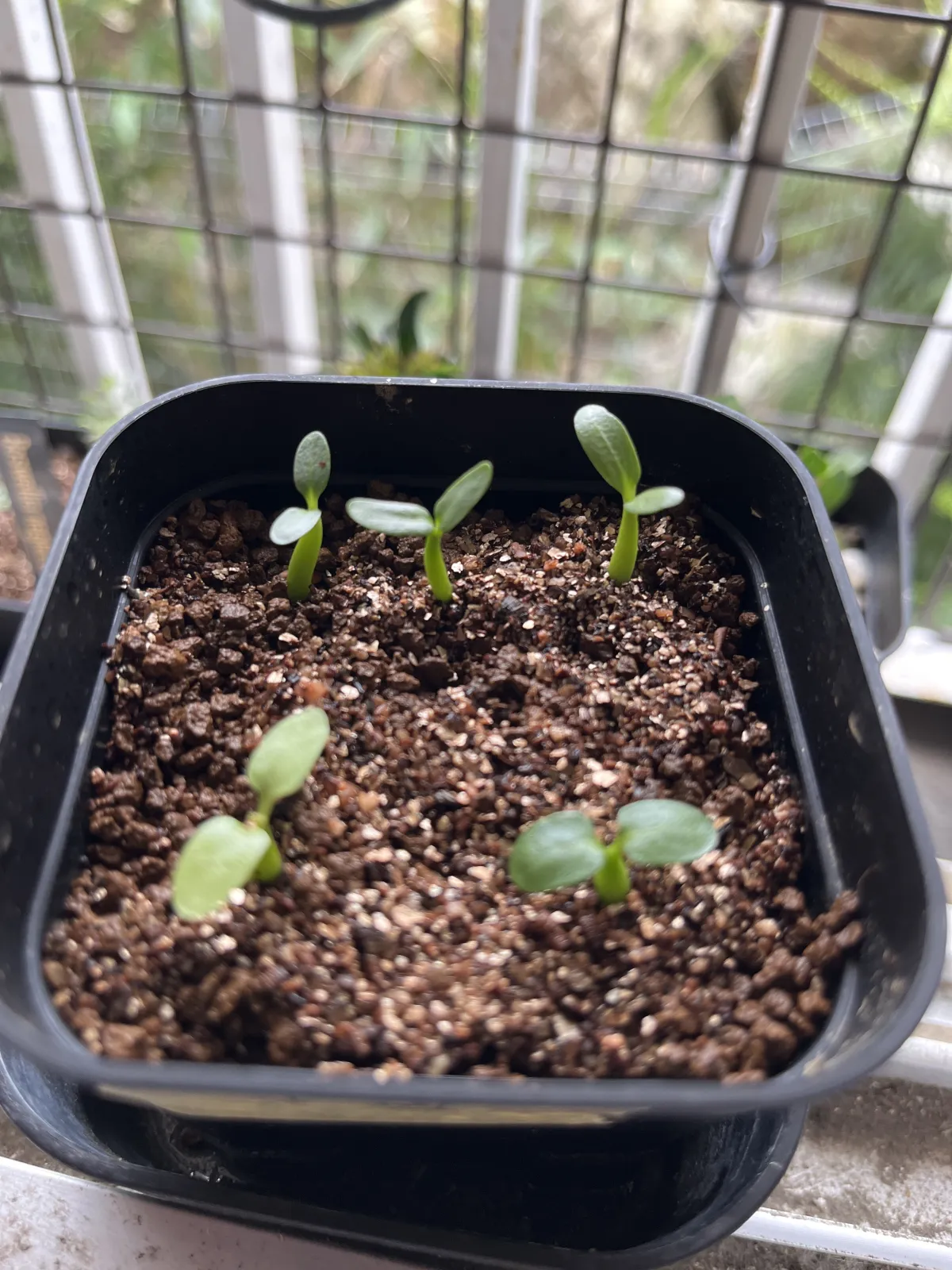 Pachypodium rosulatum subsp. makayense (パキポディウム マカイエンセ)