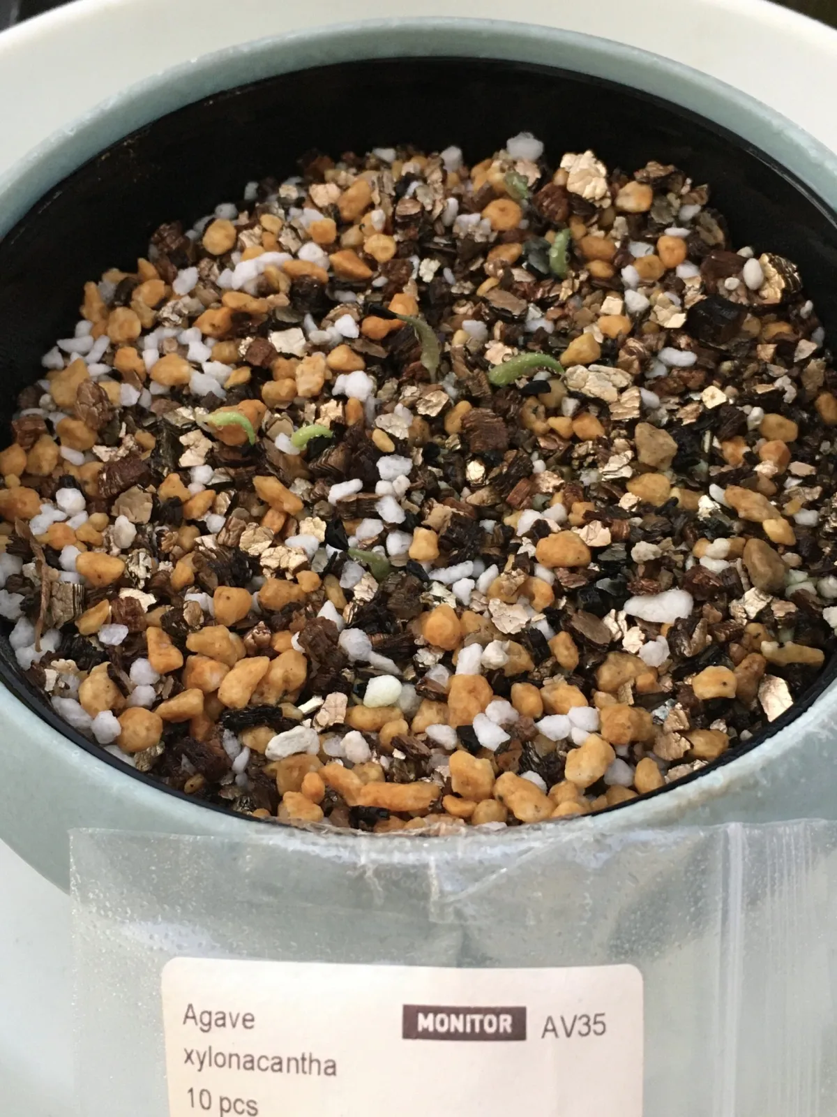 Agave xylonacantha (アガベ キシロナカンサ)