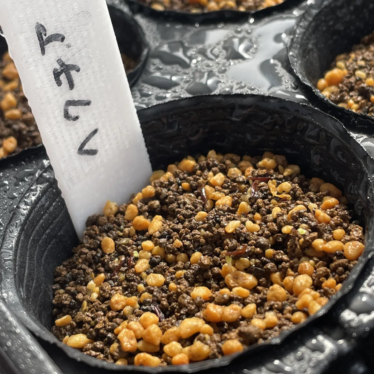 Hechtia texensis (ヘクチア テクセンシス)