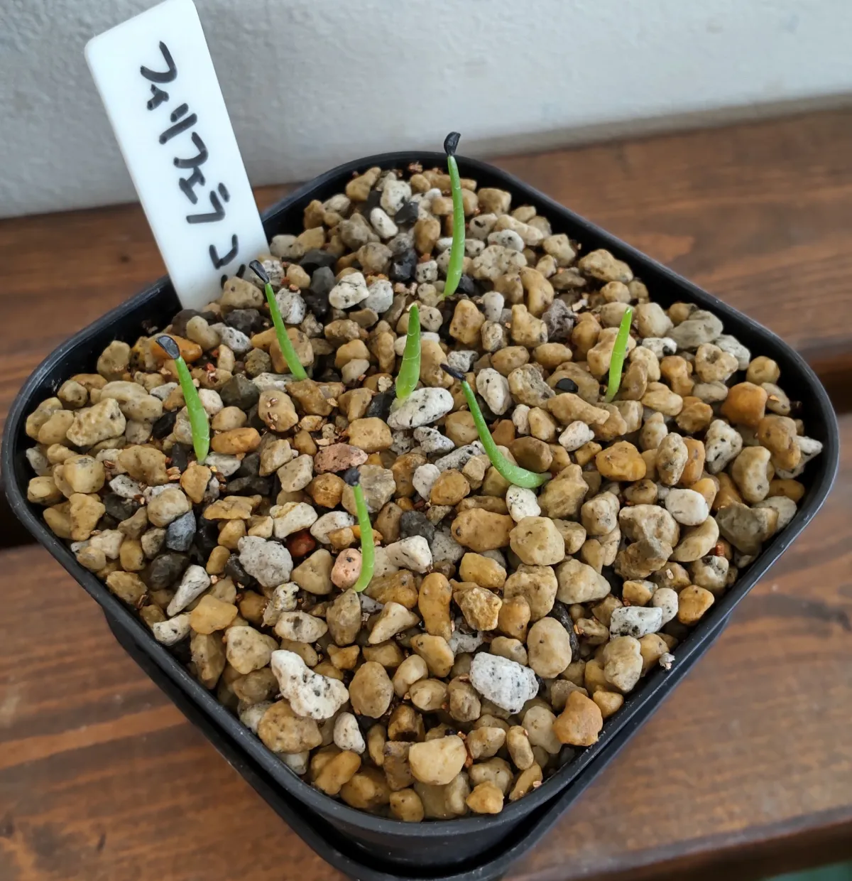 Agave filifera var. compacta (アガベ フィリフェラコンパクタ)