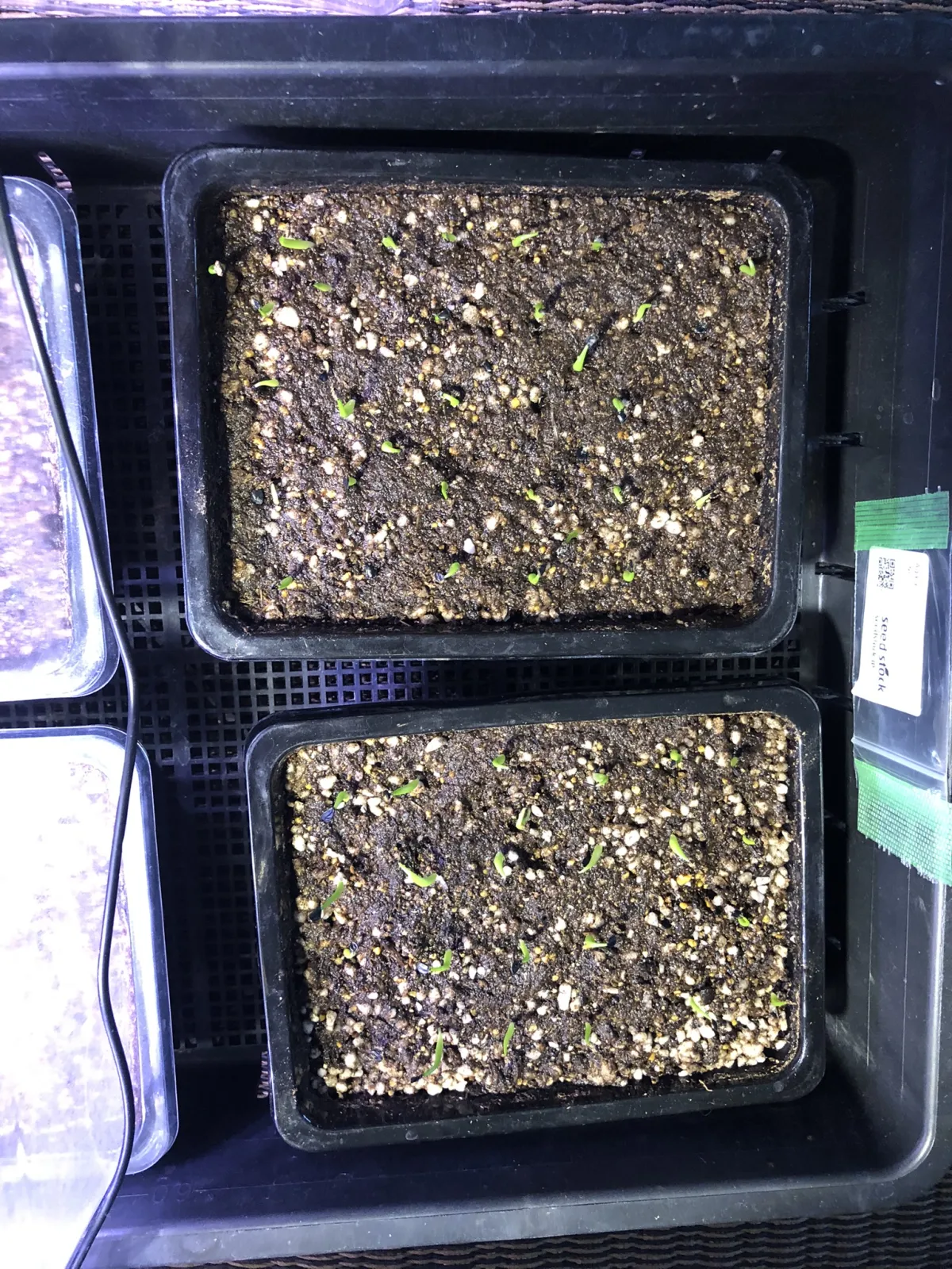 Agave oteroi (アガベ オテロイ)