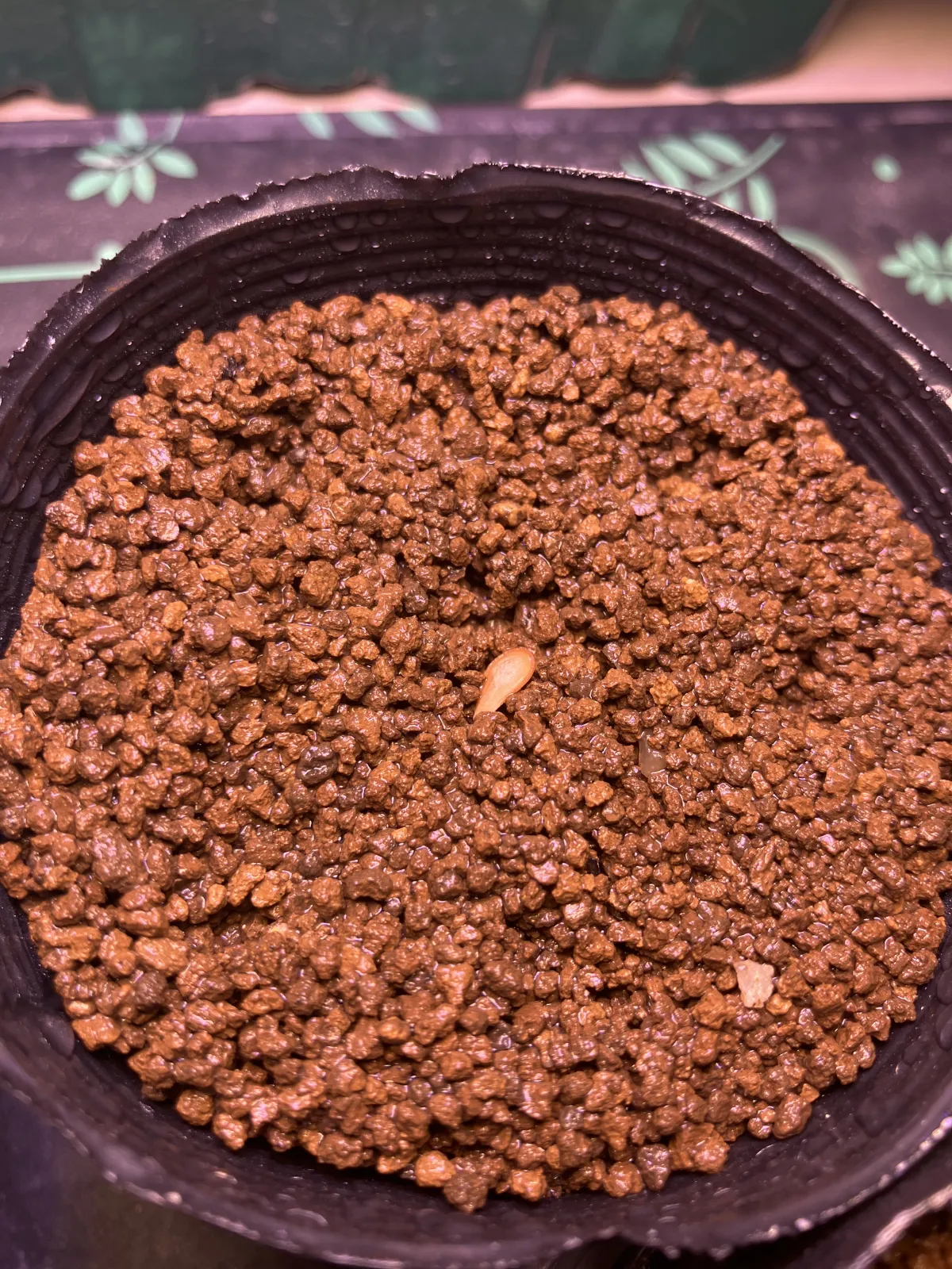 Pachypodium baronii (パキポディウム バロニー)