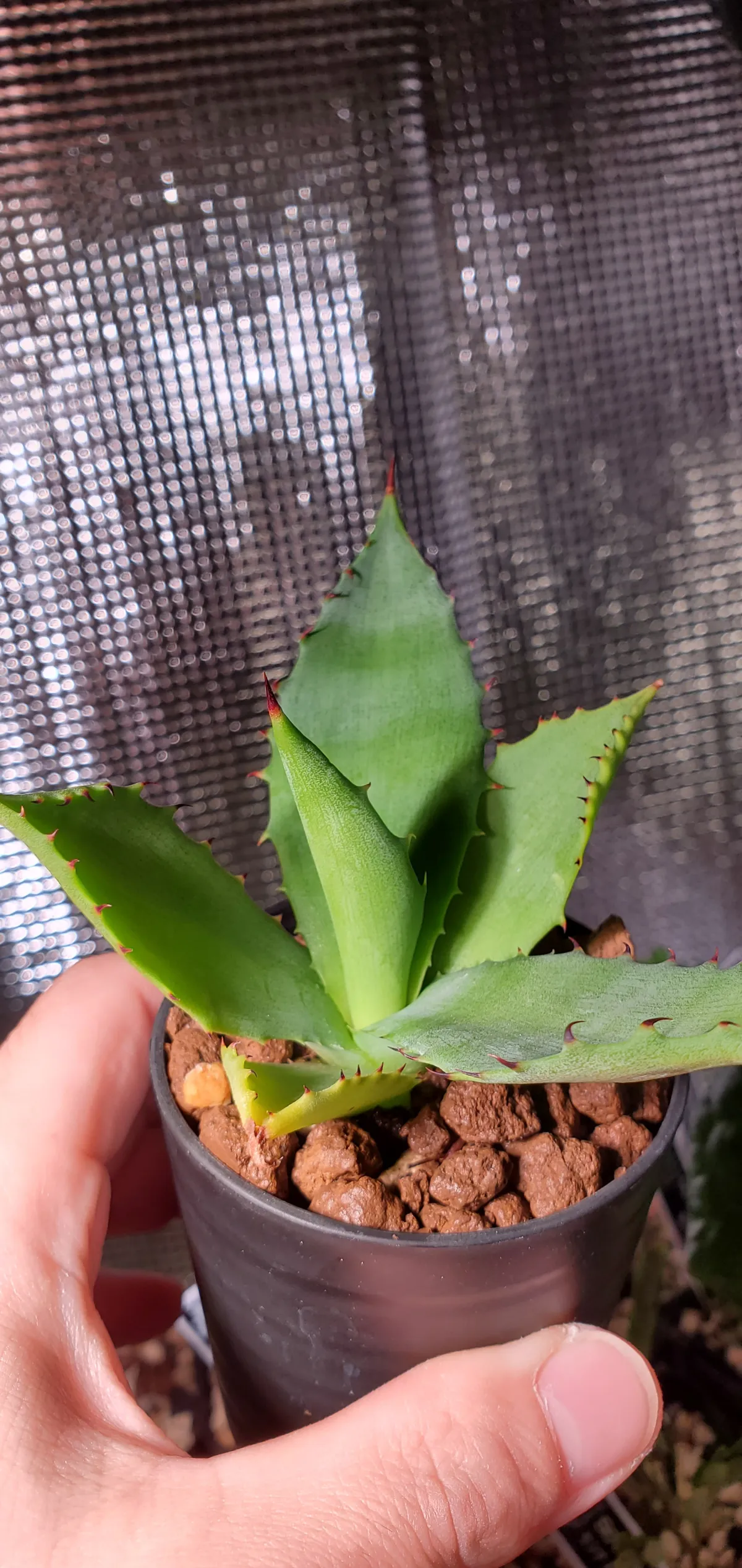 Agave guadalajarana (アガベ グアダラハラナ)