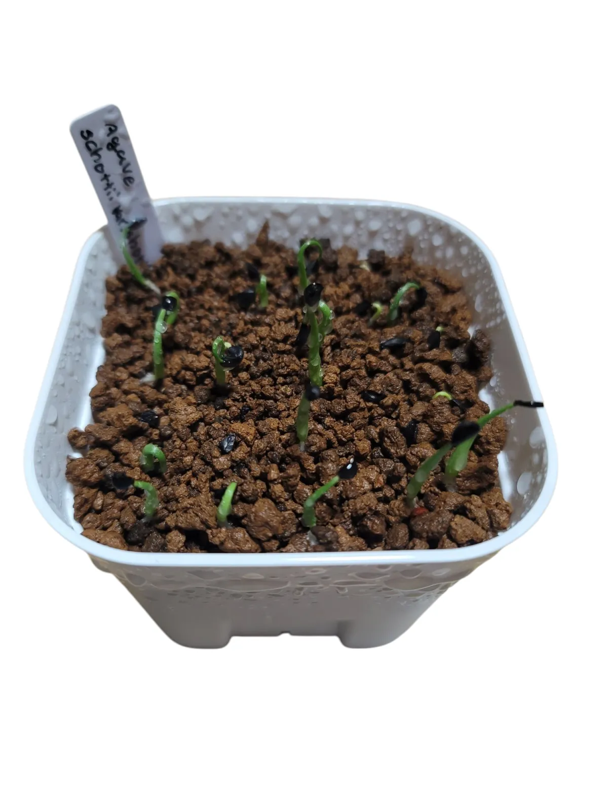 Agave schottii var. schottii (アガベ ショッティ)