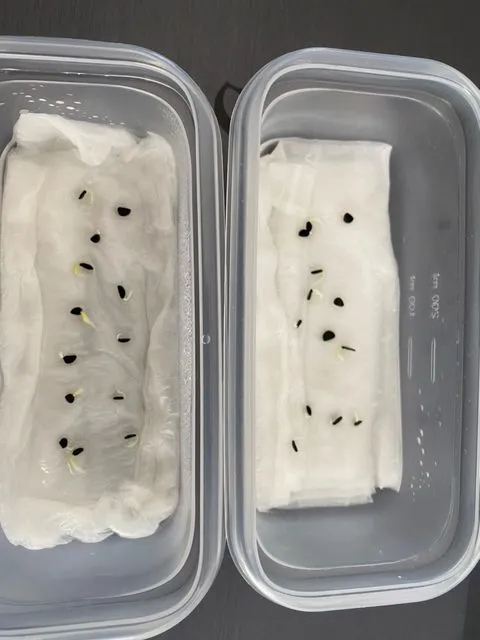 Agave titanota 'Blue' (アガベ チタノタブルー)