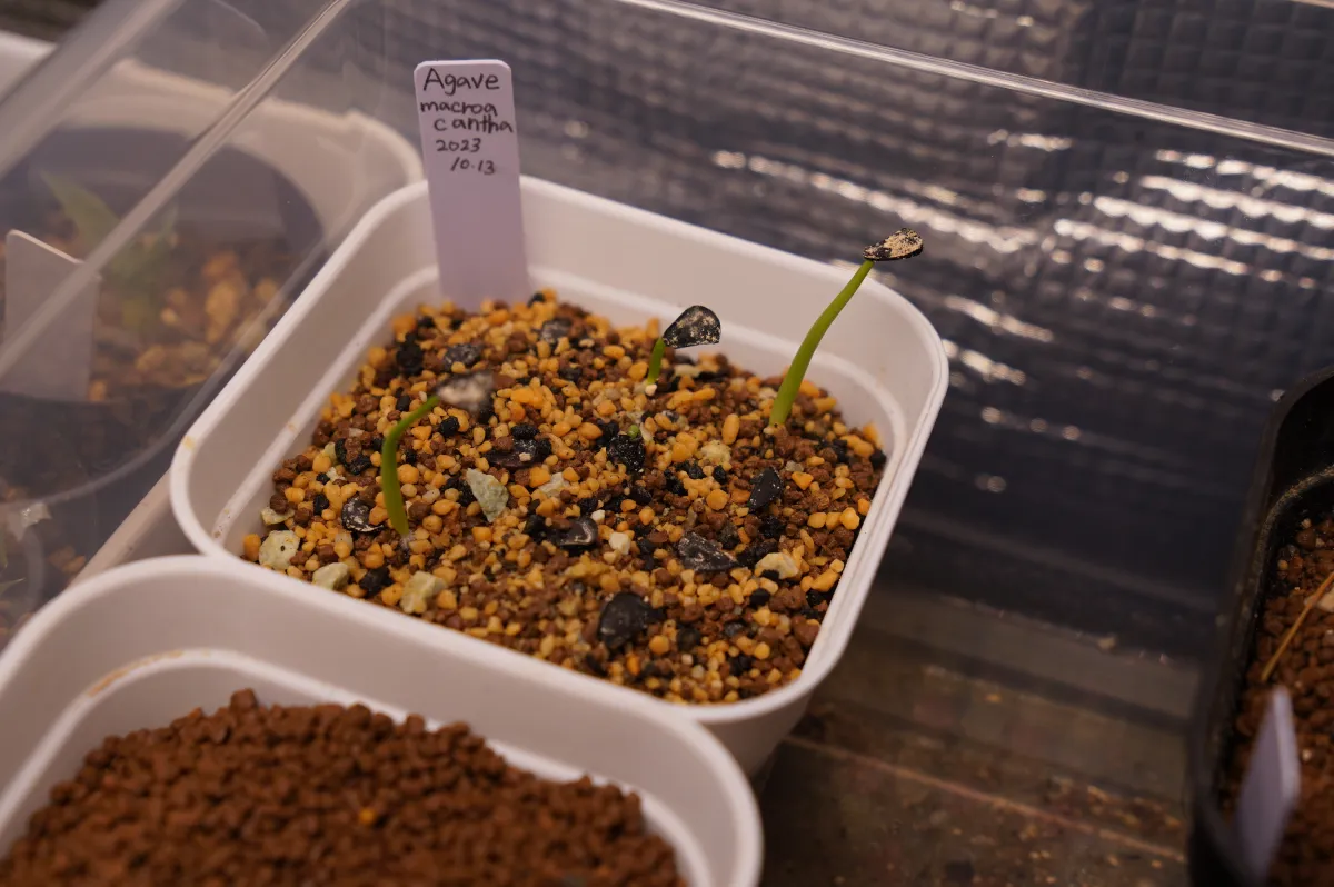 Agave macroacantha (アガベ マクロアカンサ 八荒殿)