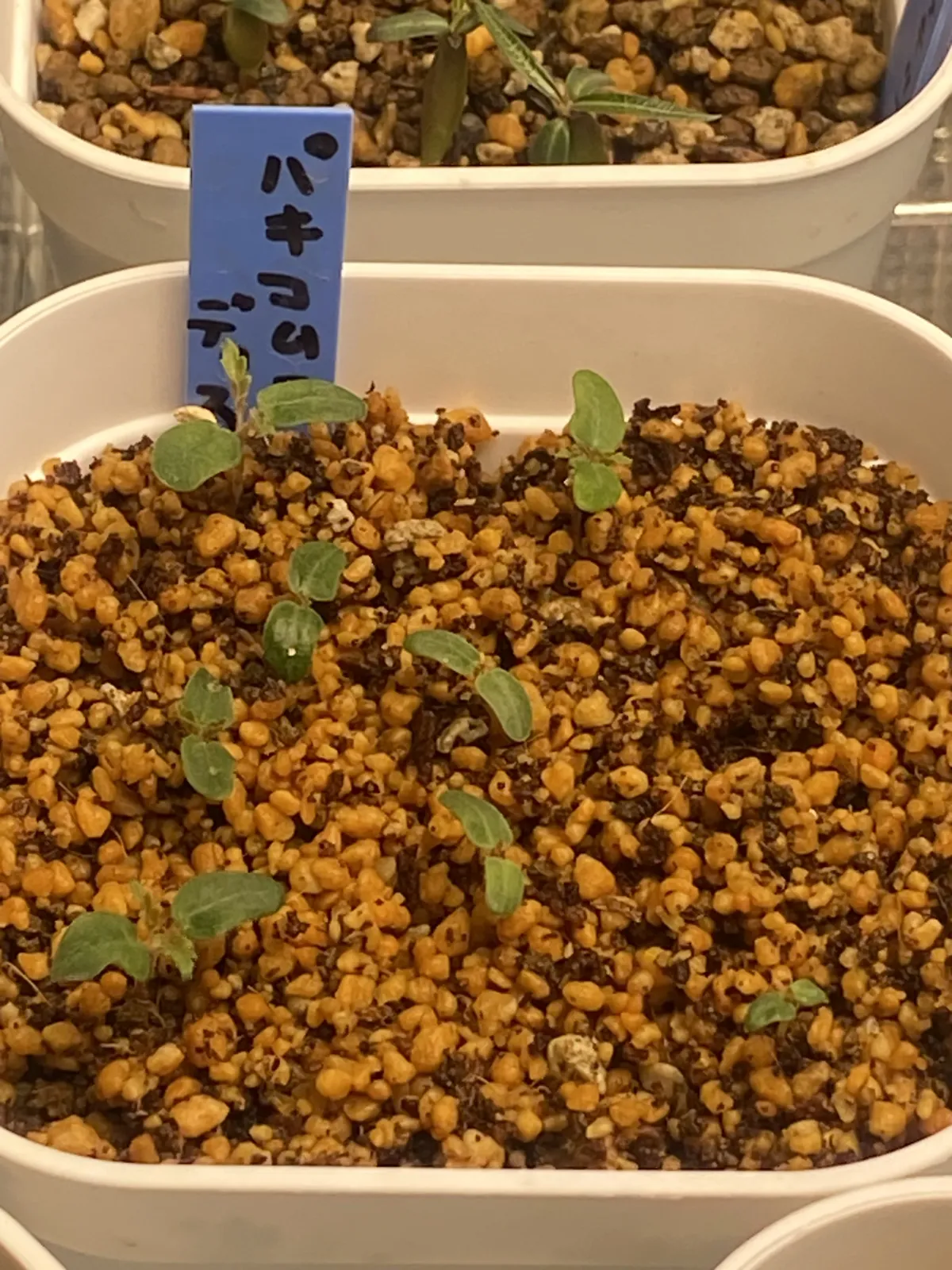 Pachycormus discolor (パキコルムス ディスカラー)