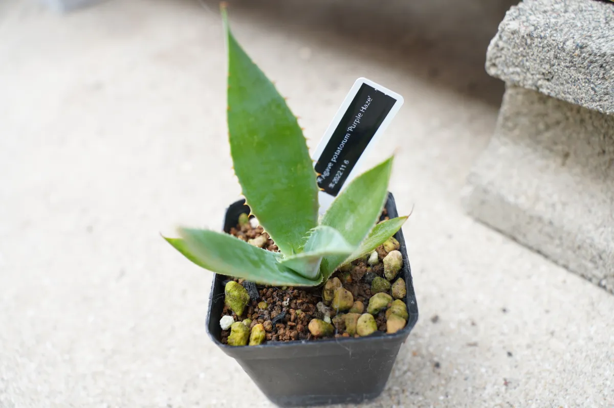 Agave potatorum Purple Haze (アガベ パープルヘイズ)