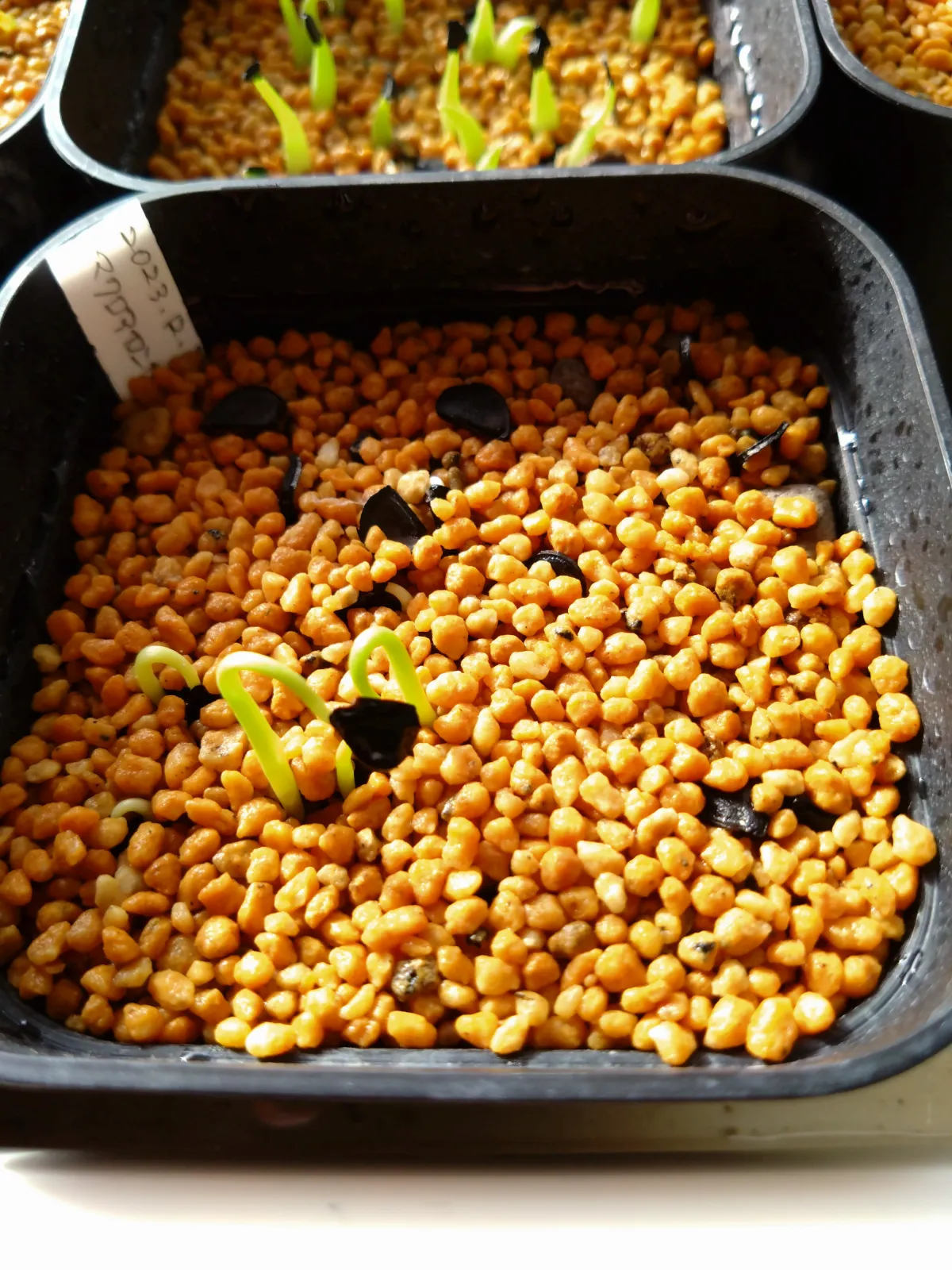 Agave macroacantha (アガベ マクロアカンサ 八荒殿)