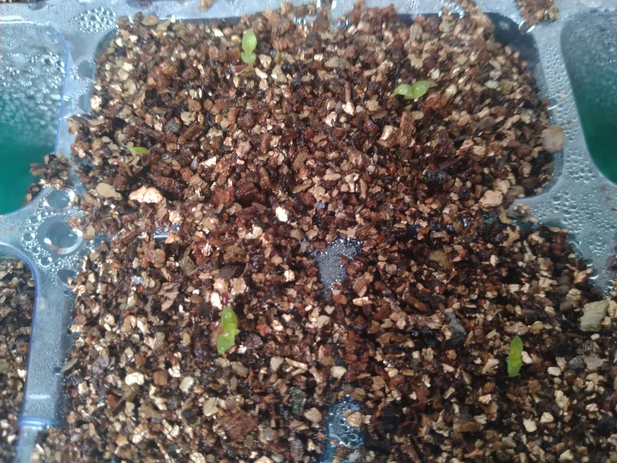 Puya mirabilis (プヤ ミラビリス)