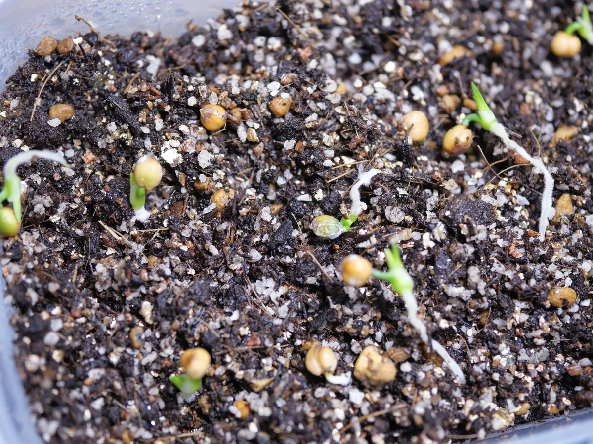 Beaucarnea recurvata (ボーカルネア レクルバータ)