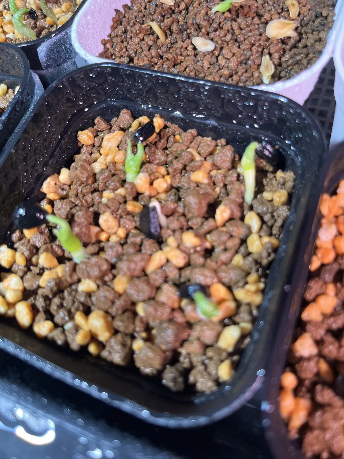 Yucca carnerosana (ユッカ カルネロサーナ)