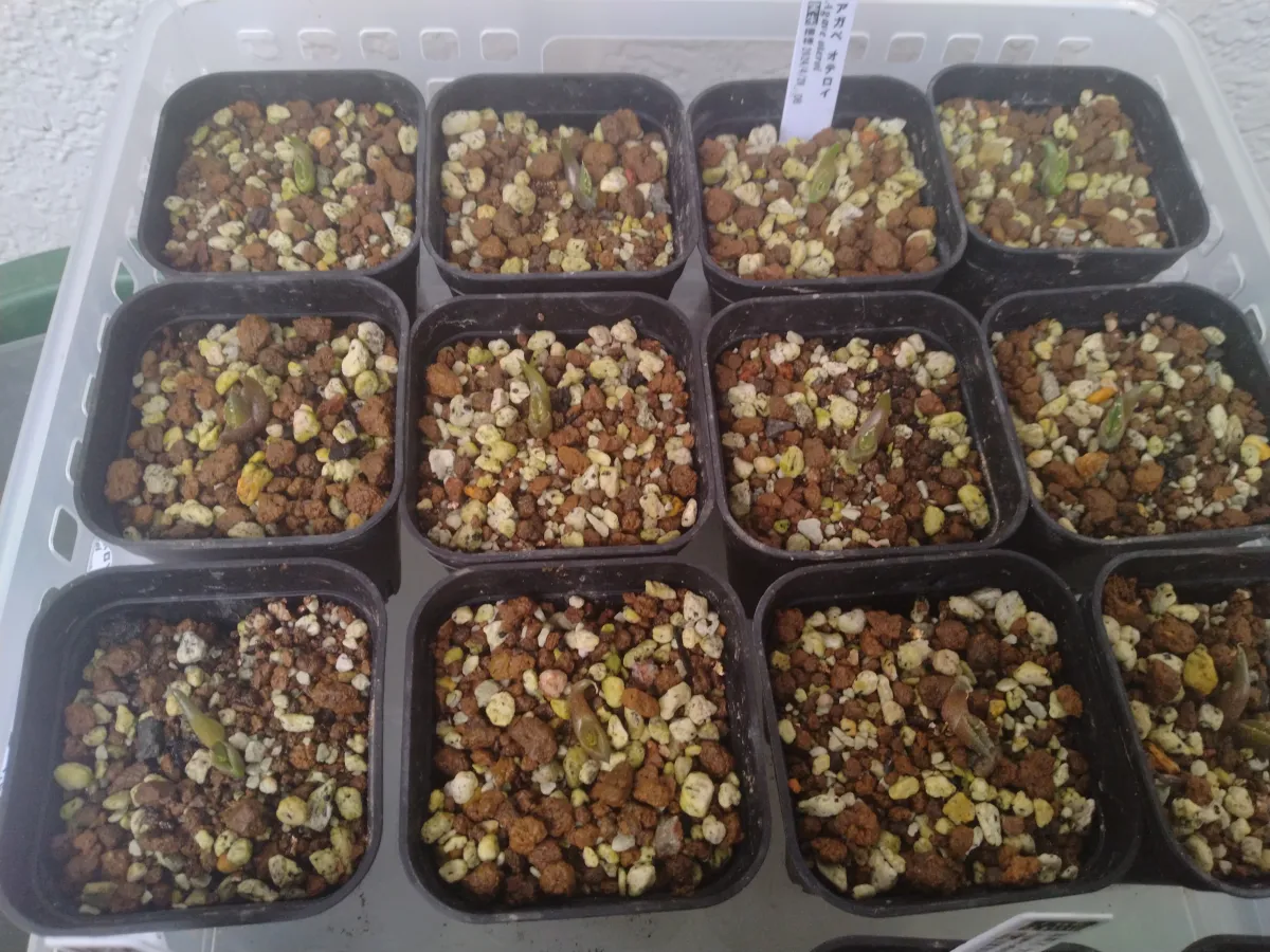 Agave oteroi (アガベ オテロイ)