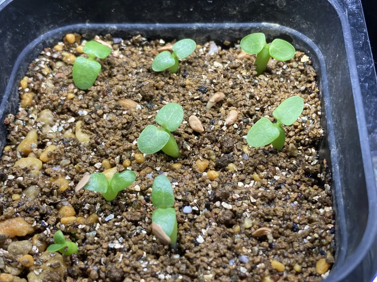 Pachypodium enigmaticum (パキポディウム エニグマチカム)