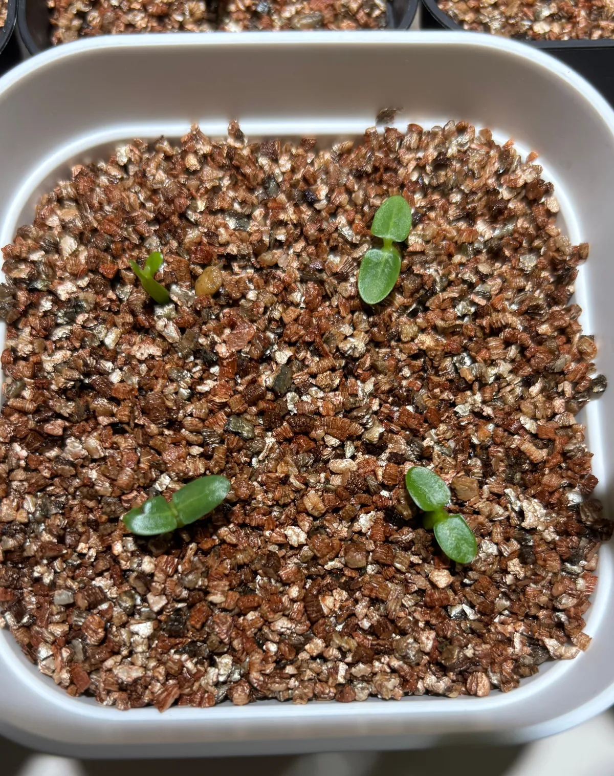 Pachypodium rosulatum var. eburneum (パキポディウム エブレネウム)