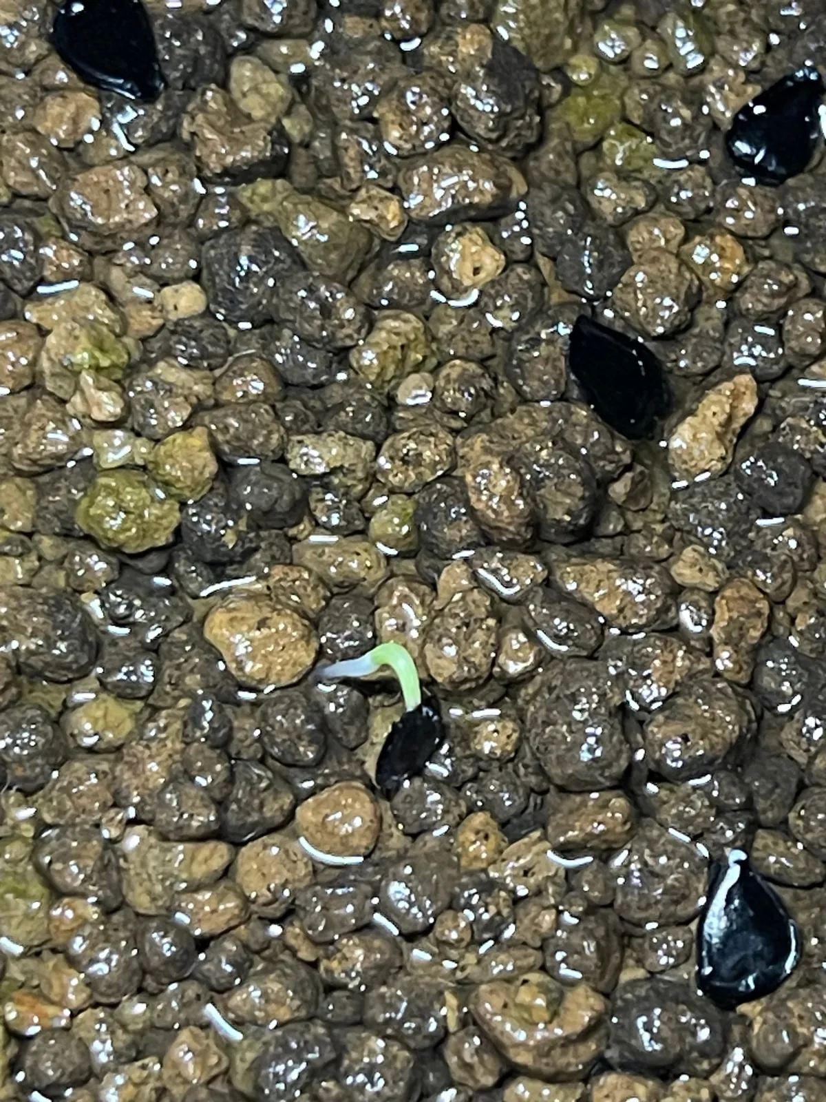 Agave scaposa (アガベ スカポサ)