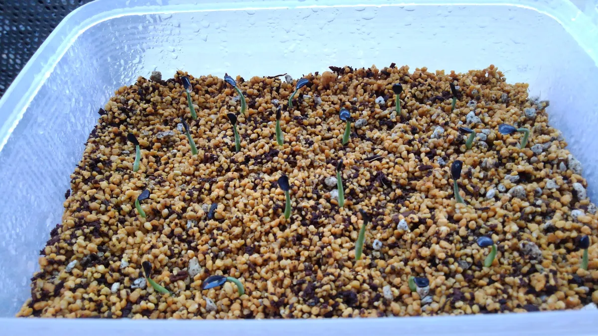 Agave parryi subsp. parryi (アガベ パリー)