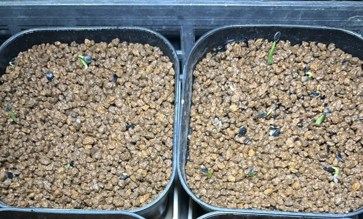 Agave utahensis var. eborispina 'Vegas' (アガベ エボリスピナ ヴェガス)