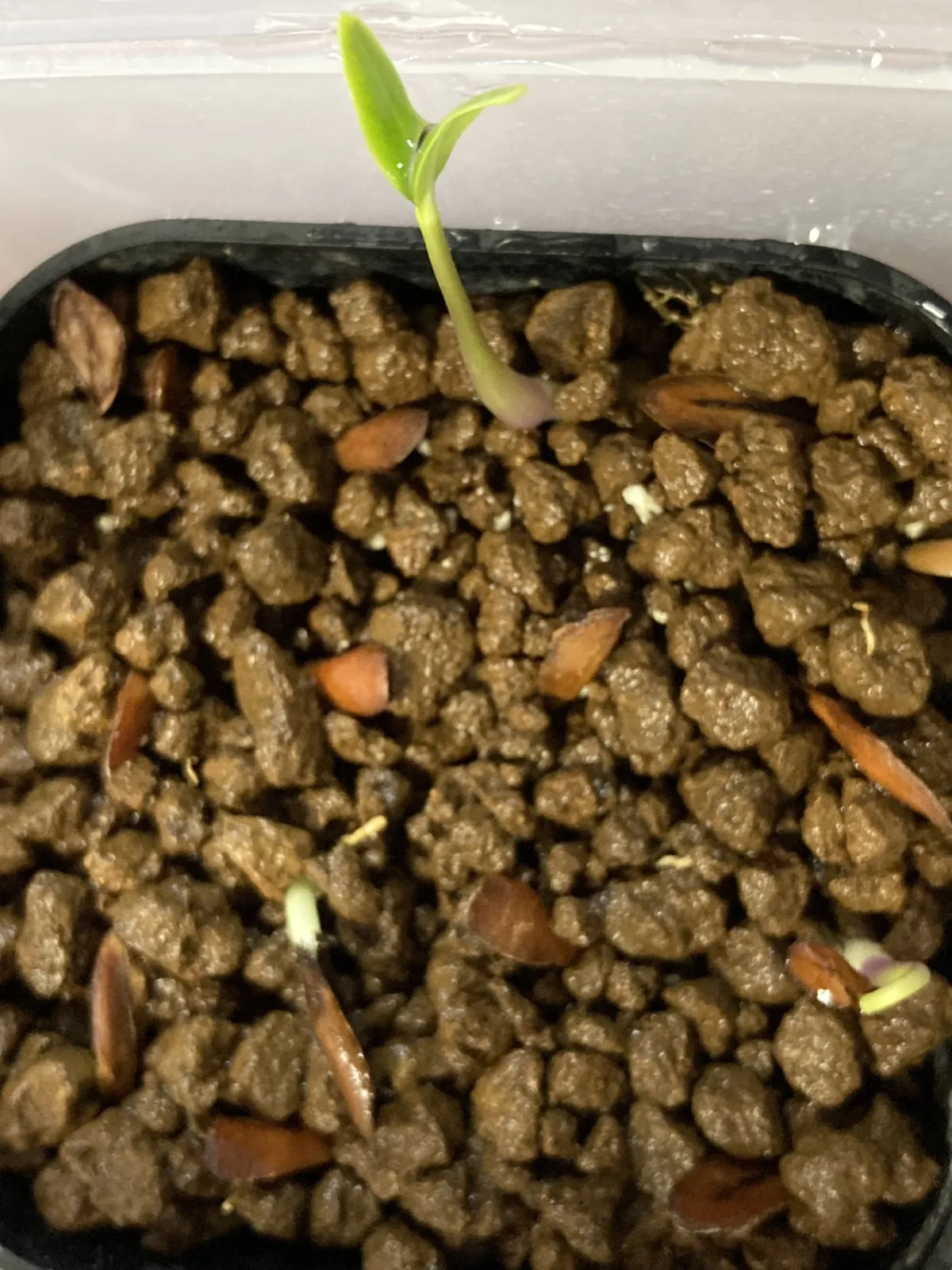 Petopentia natalensis (ペトペンチア ナタレンシス)