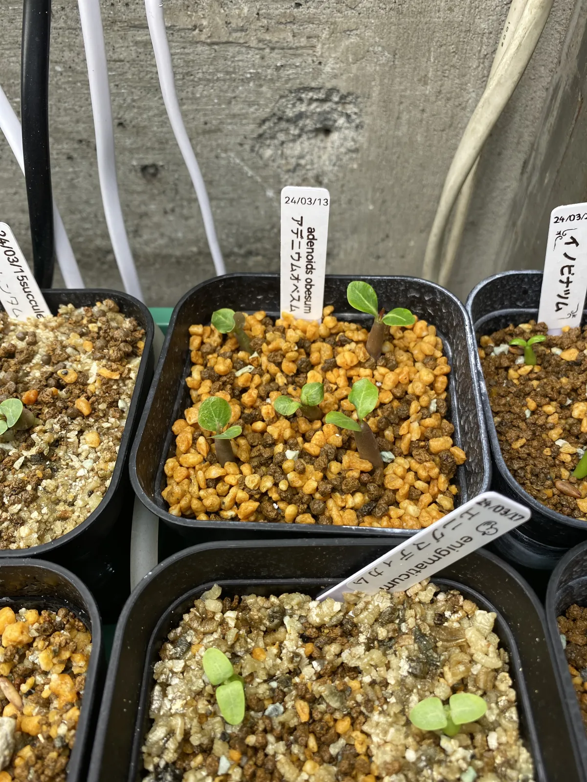 Adenium obesum (アデニウム オベスム)