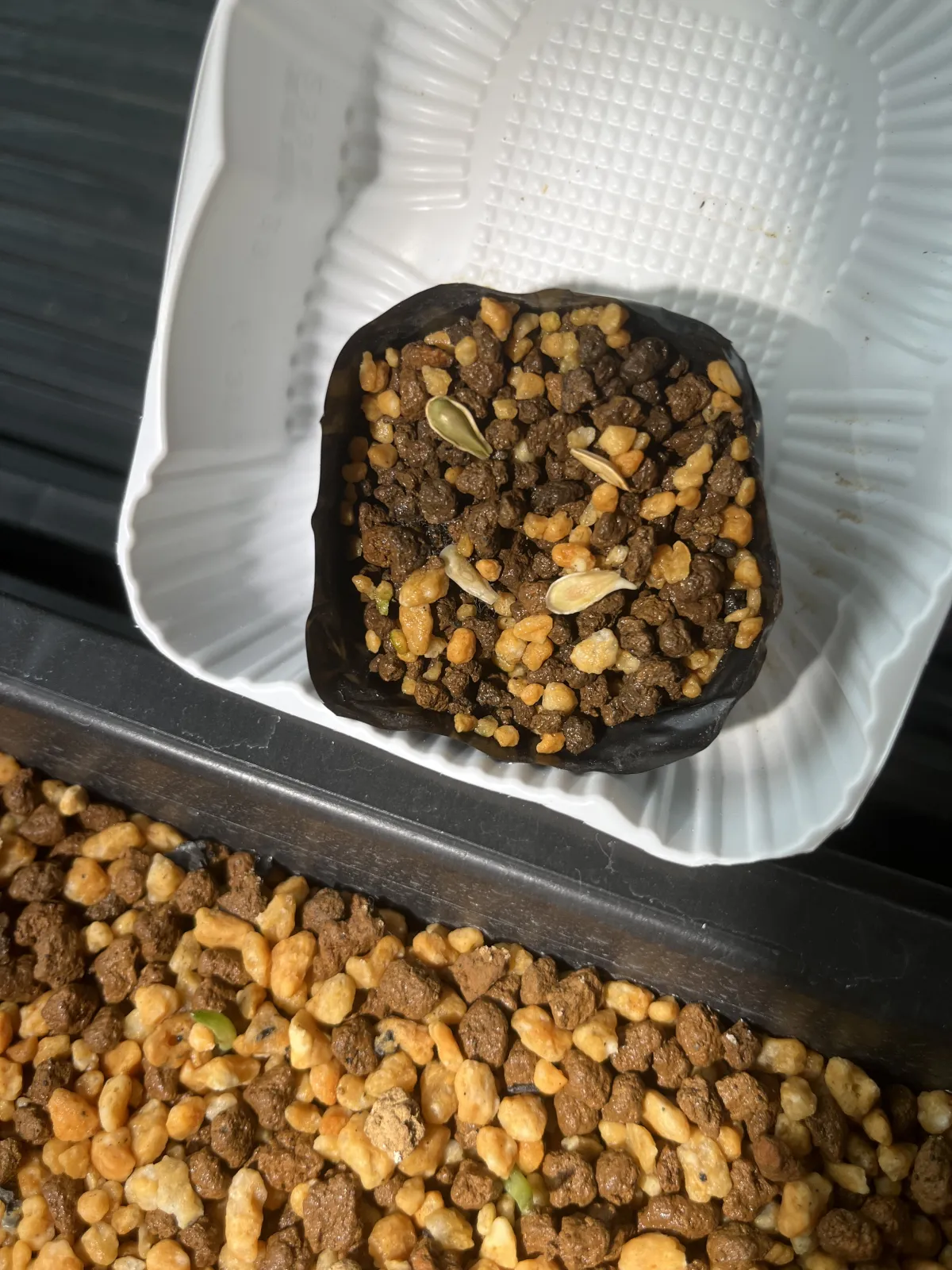 Fockea edulis (フォッケア 火星人)