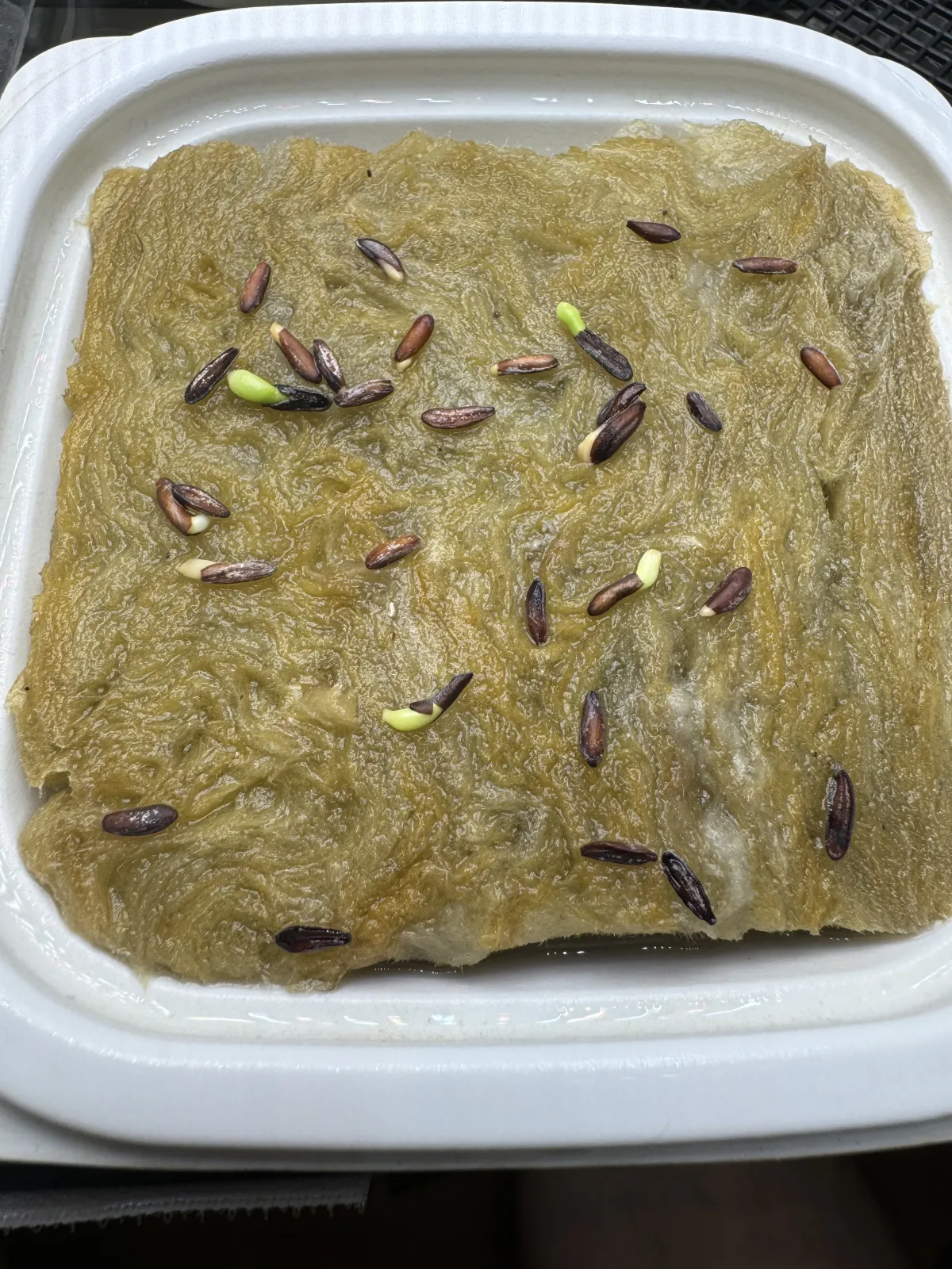 Pachypodium rosulatum var. gracilius (パキポディウム グラキリス)