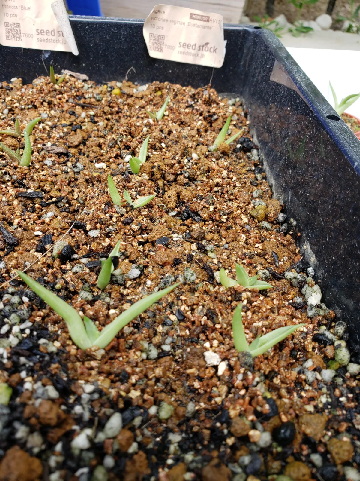 Agave victoriae-reginae 'Bustamante' (アガベ バスタマンテ)