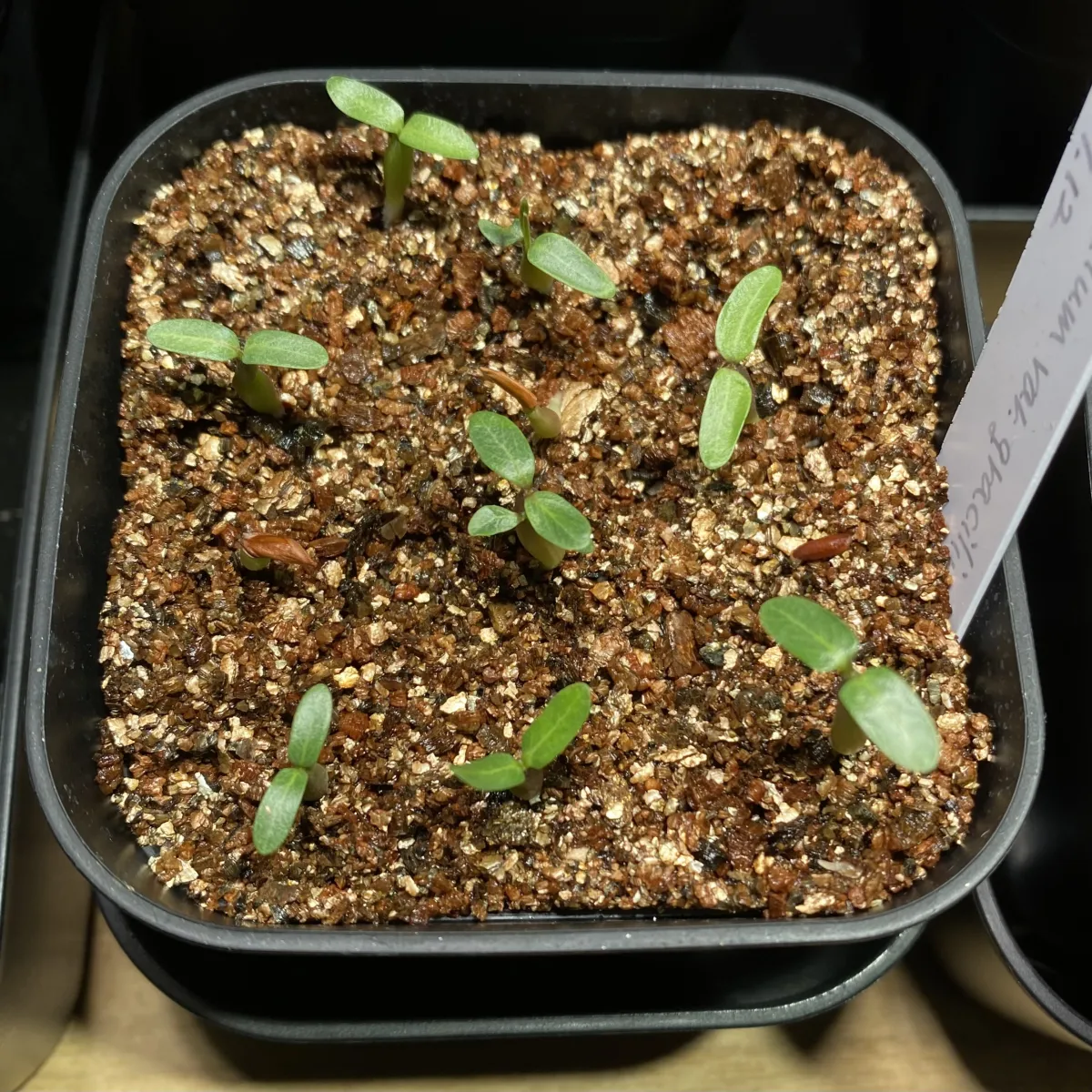 Pachypodium rosulatum var. gracilius (パキポディウム グラキリス)